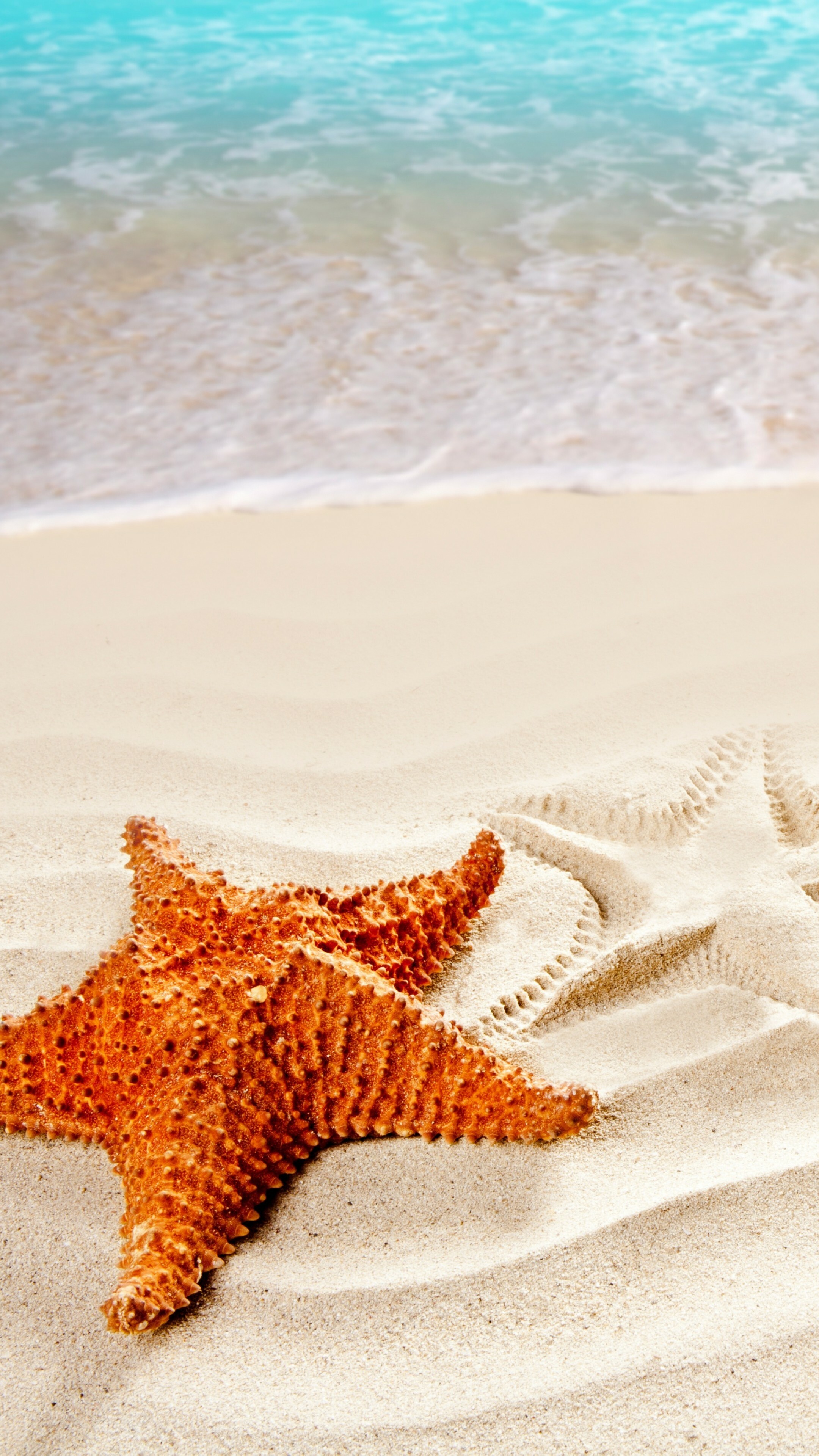 Sea 5K 4K, Ocean starfish shore, Best beaches, 2160x3840 4K Phone