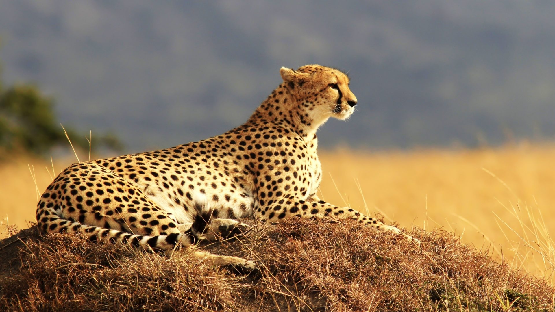 Maasai Mara National Reserve, Jordan road, Quintessential safari experience, Kenya's wilderness, 1920x1080 Full HD Desktop