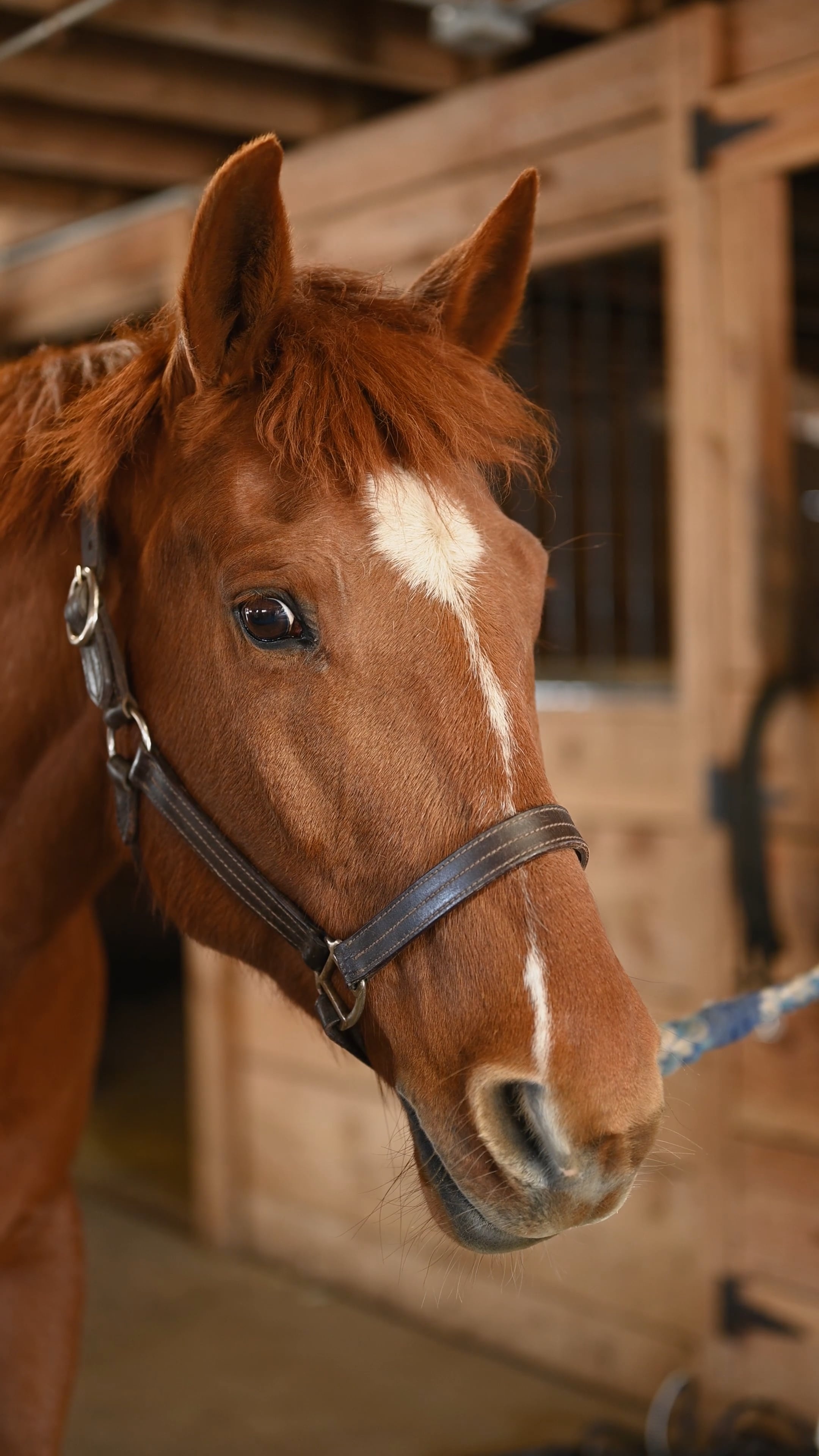 Close up, Horse, Free stock video, 2160x3840 4K Phone