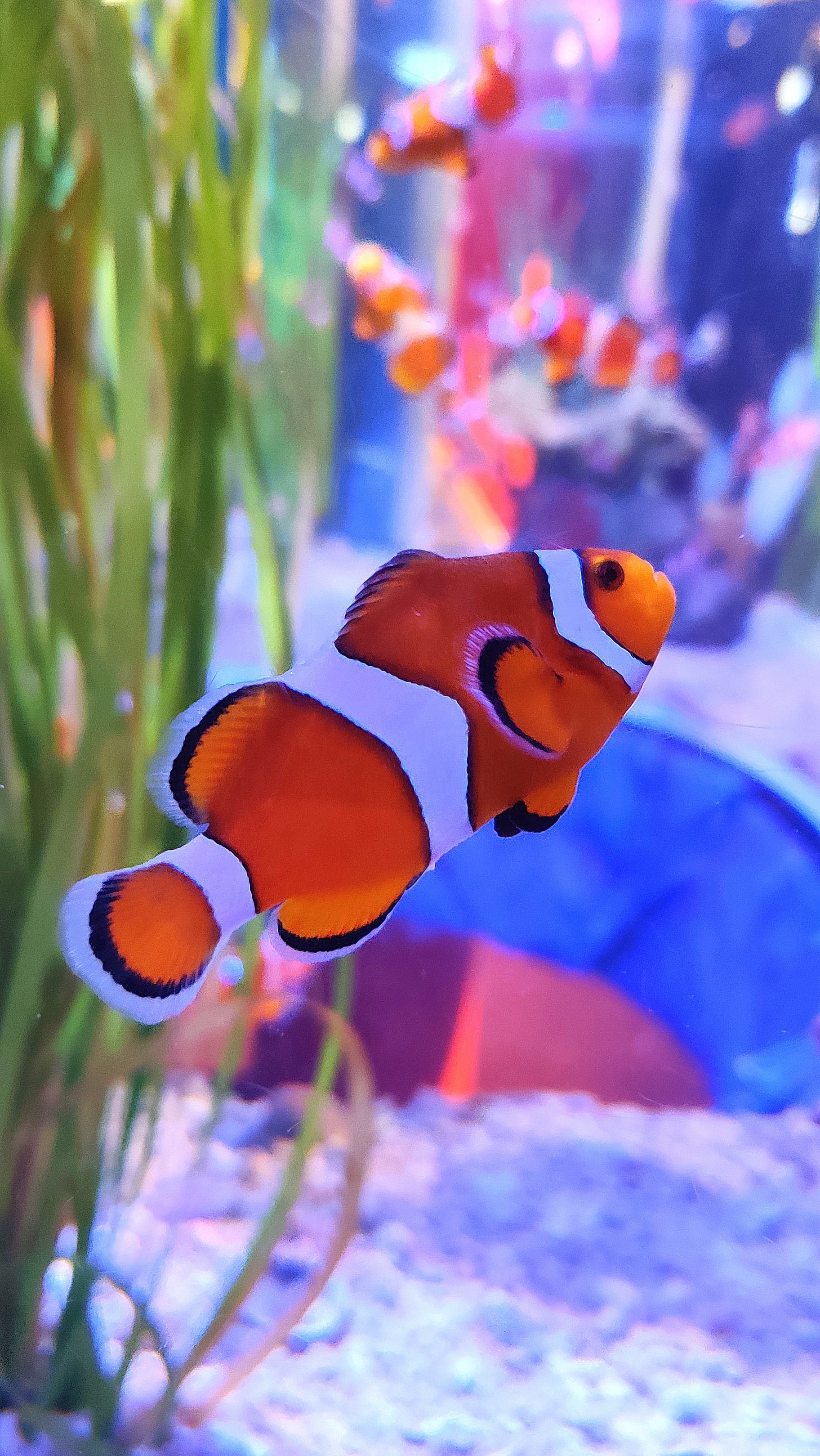 Clown Fish, Download wallpapers, Wallpaper collection, HD pictures, 1830x3240 HD Phone