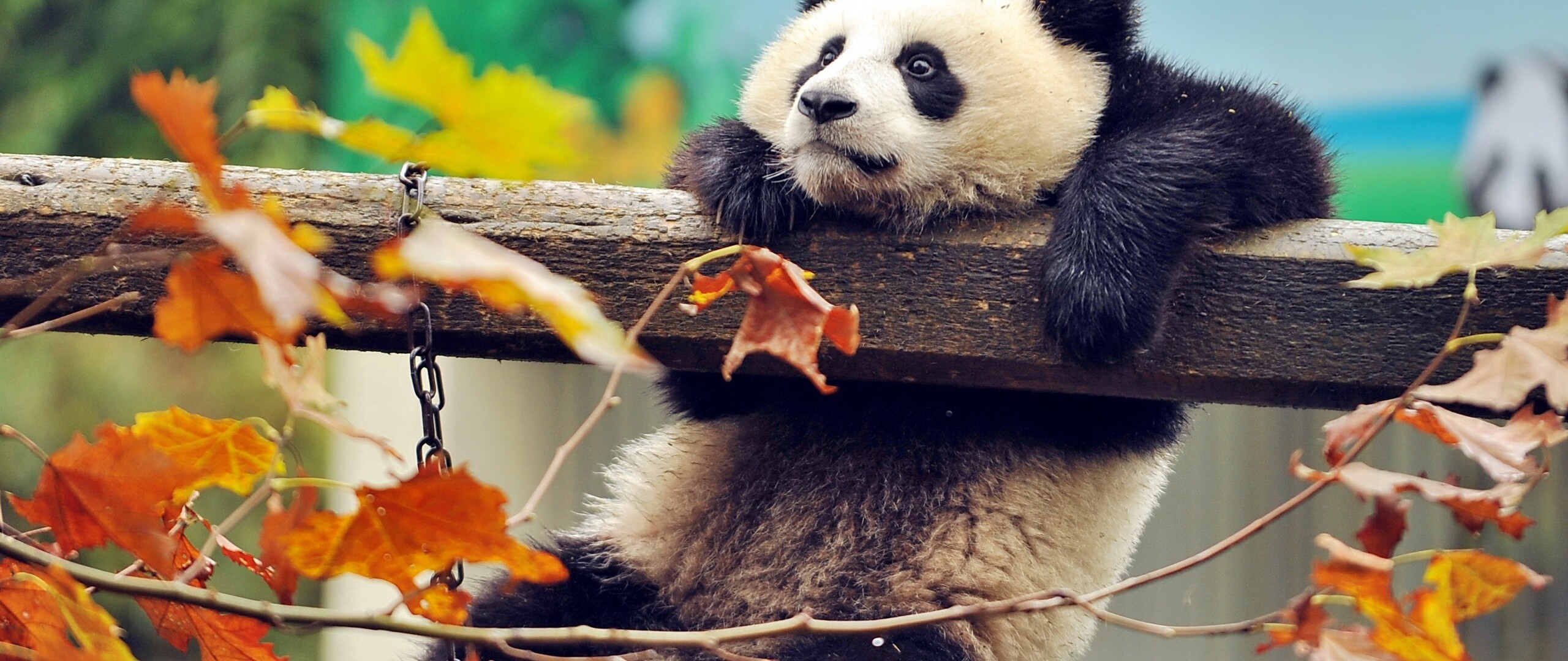 Cute panda, High-resolution images, Stunning 4K wallpapers, Visual treat, 2560x1080 Dual Screen Desktop