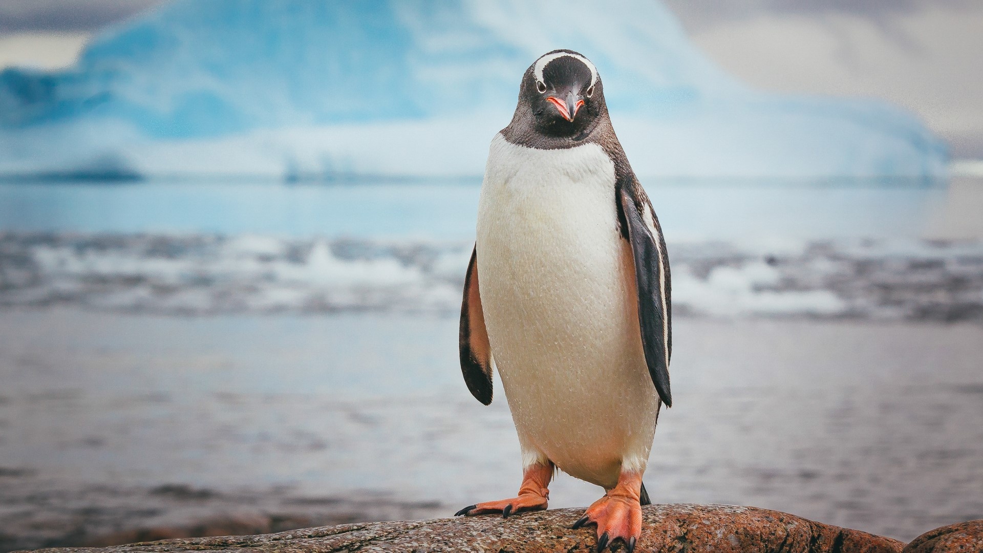 Penguin windows wallpaper, Cool penguin design, Desktop background, Arctic charm, 1920x1080 Full HD Desktop