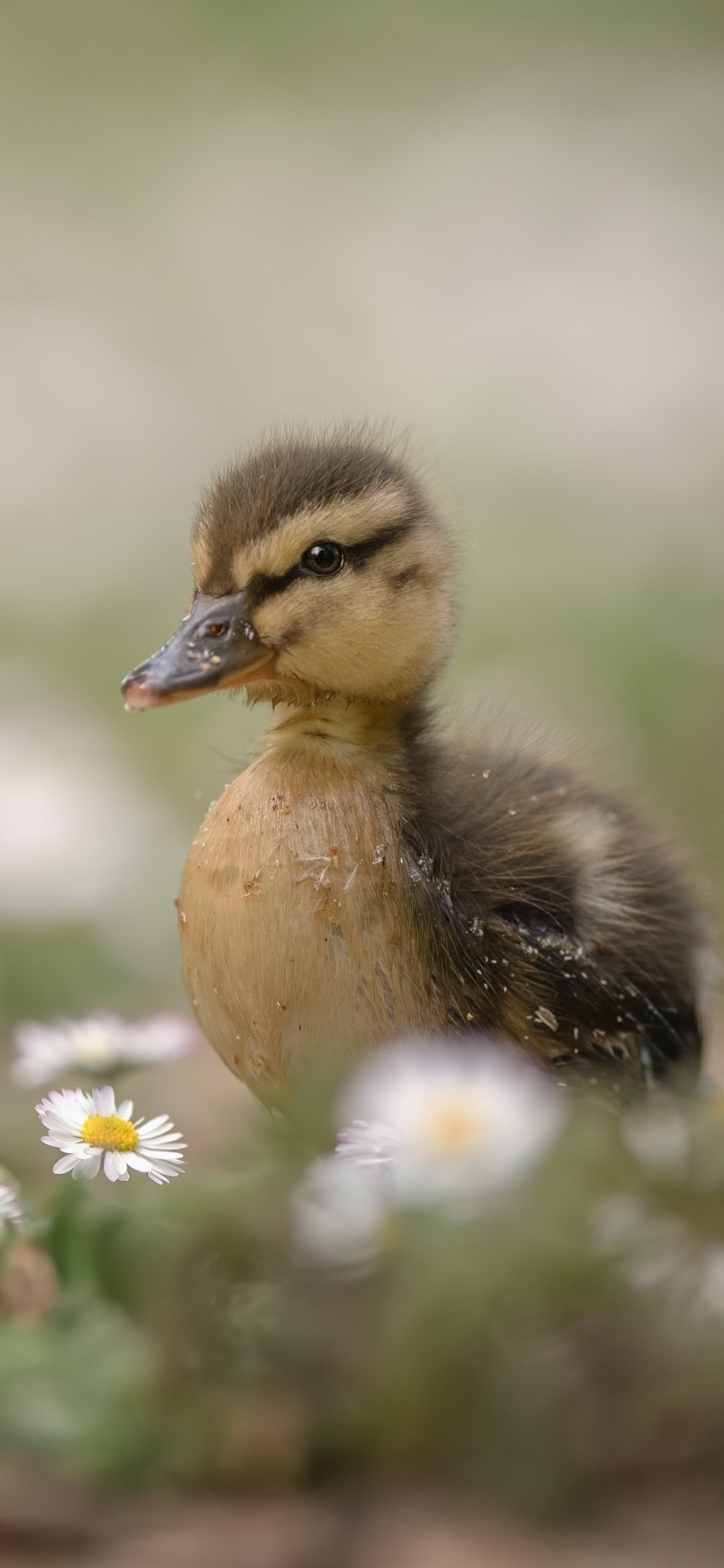 Graceful duck, Bird in motion, Wing flapping, Water-loving creature, 1080x2340 HD Phone