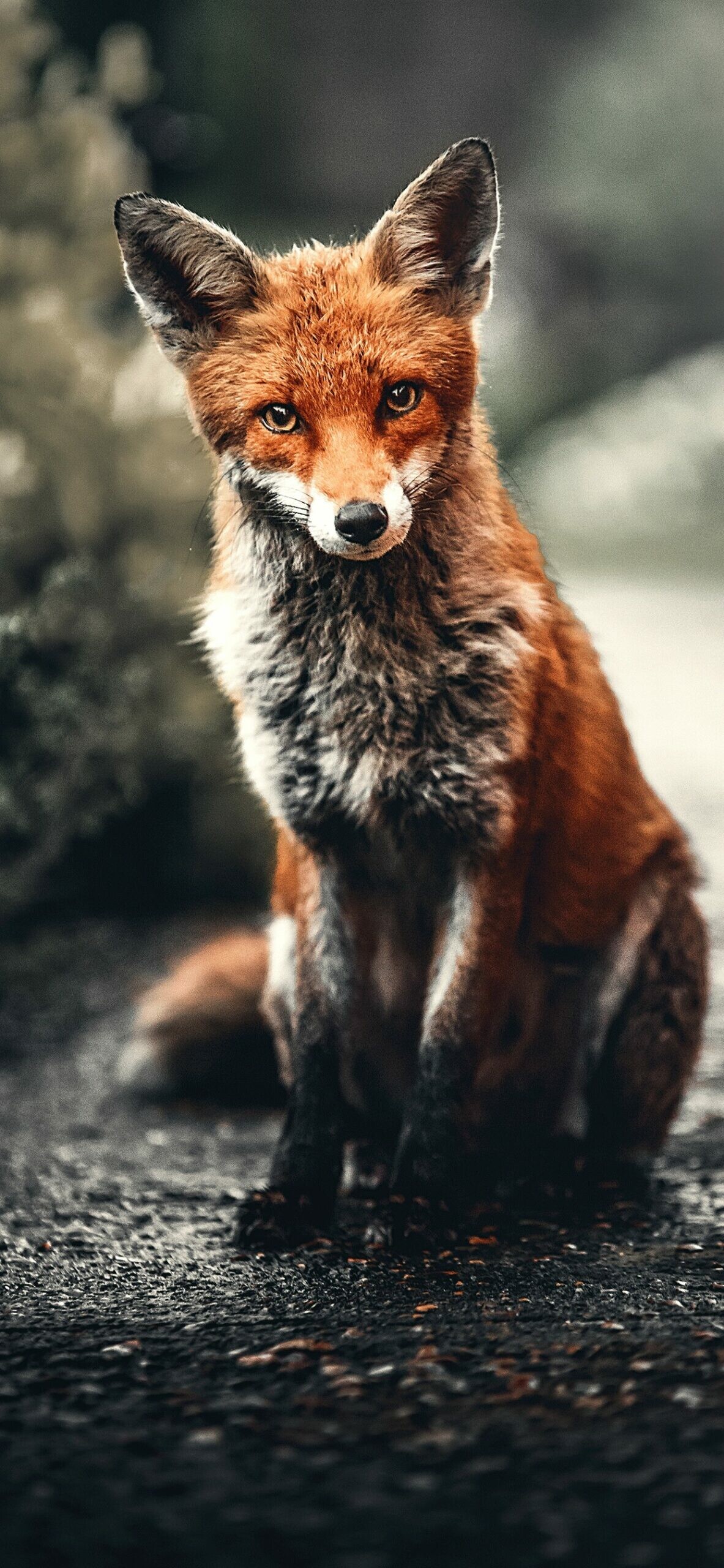 Artistic fox wallpaper, HD quality, Unique design, iPhone, 1190x2560 HD Phone