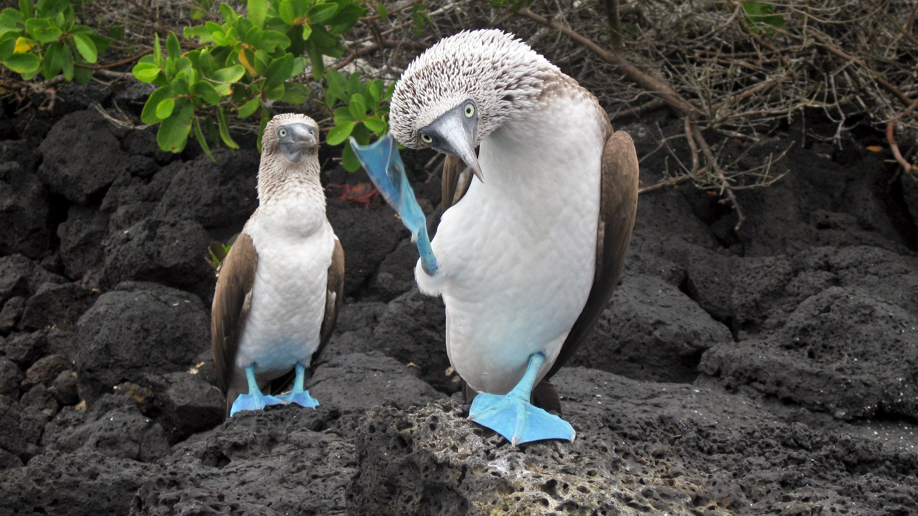 Cute diver, Iconic blue feet, CGTN, Booby, 3090x1740 HD Desktop