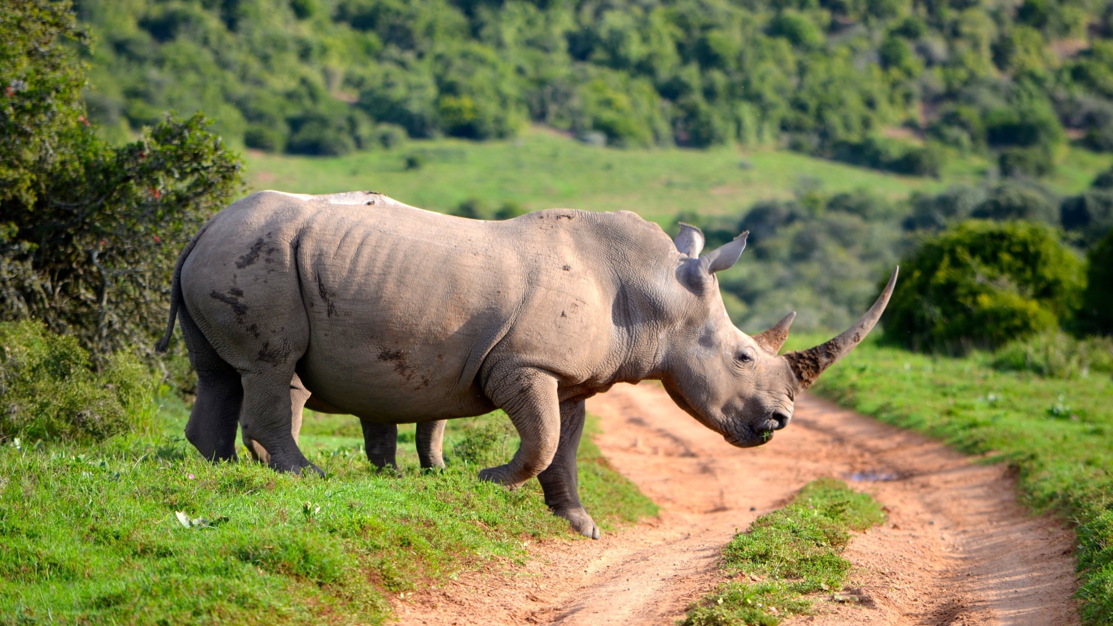 Northern white rhinoceros, Wild Animals Wallpaper, 3840x2160 4K Desktop