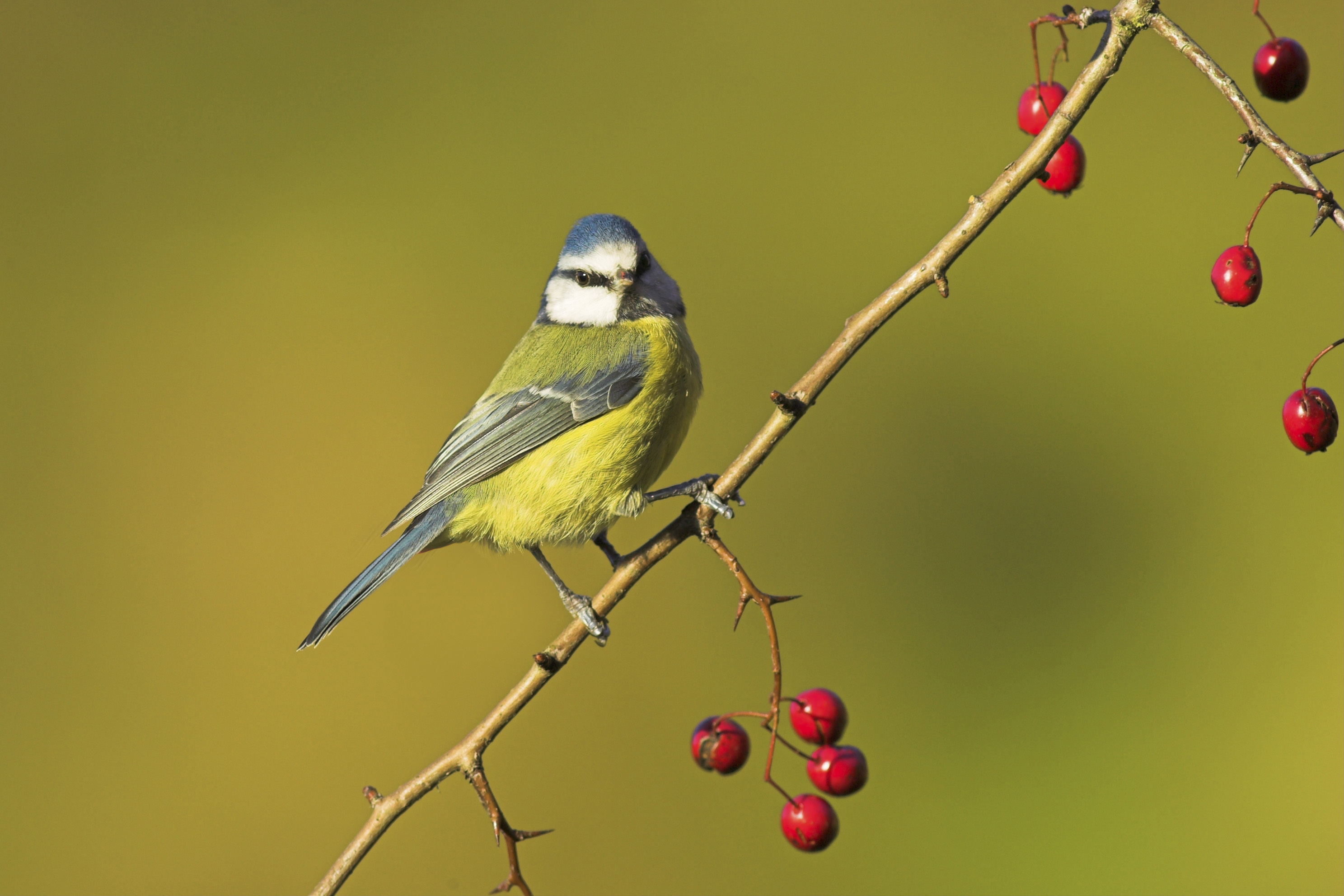 Bird of the Month, March Spotlight, Blue Tit Charm, English Garden Feature, 2980x1990 HD Desktop