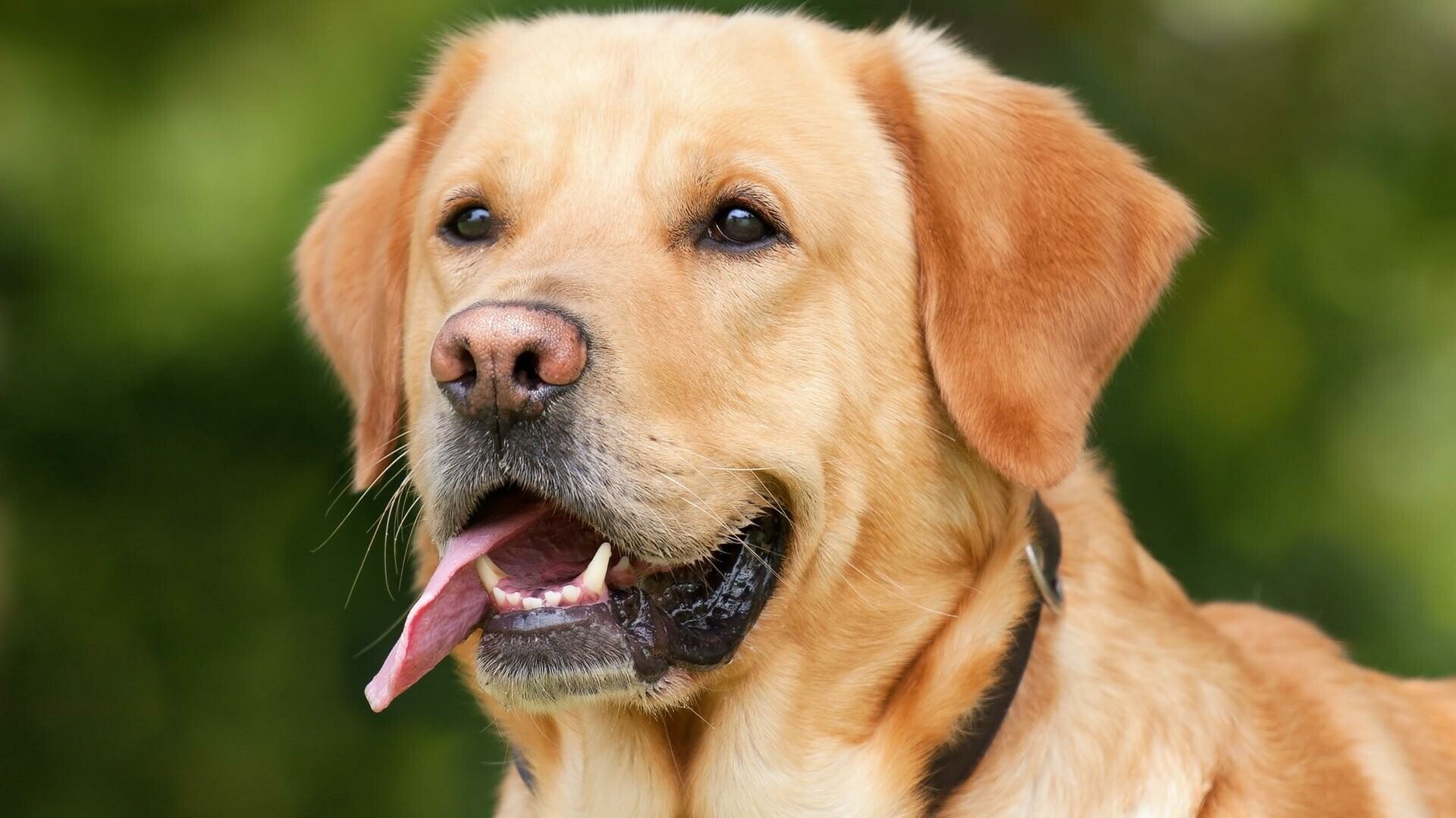 Labrador Retriever desktop wallpapers, High-quality images, Soulful eyes, Loyal friend, 1920x1080 Full HD Desktop