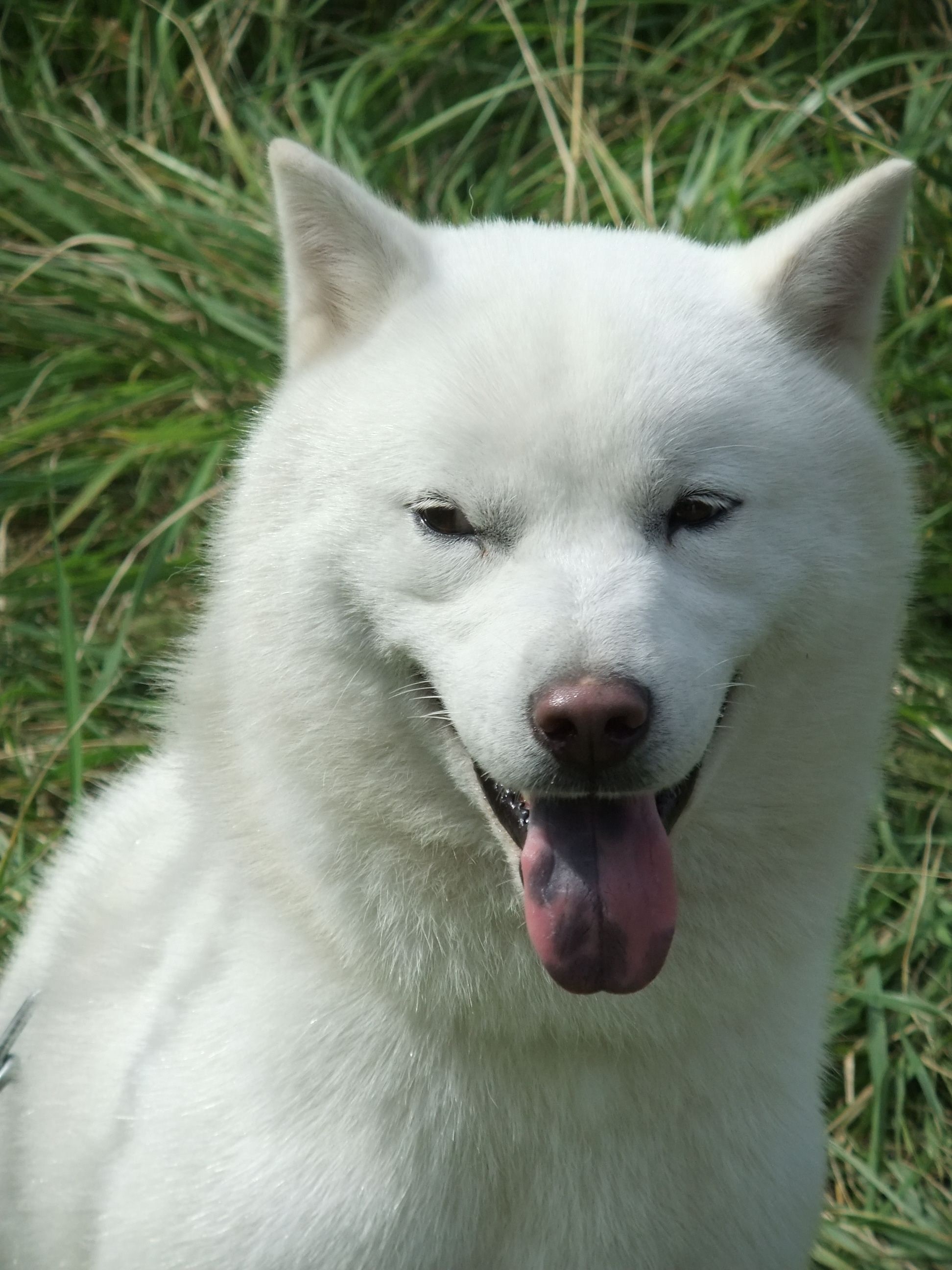 Hokkaido Dog, Lots of dogs, Japanese dog breeds, Canine companions, 1950x2600 HD Phone