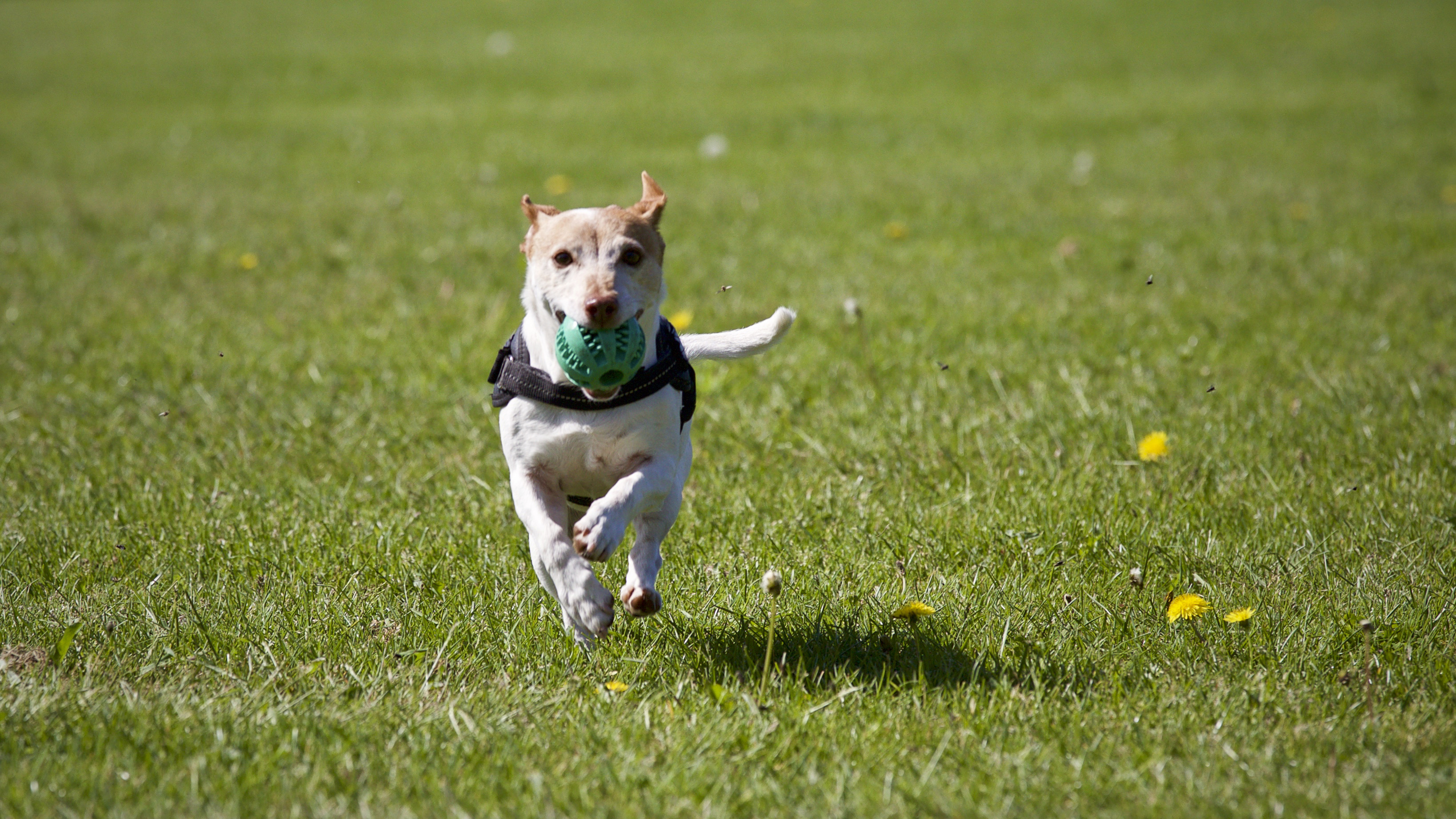 Dog running grass, Free stock photo, Grass dog, Running on grass, 3280x1850 HD Desktop