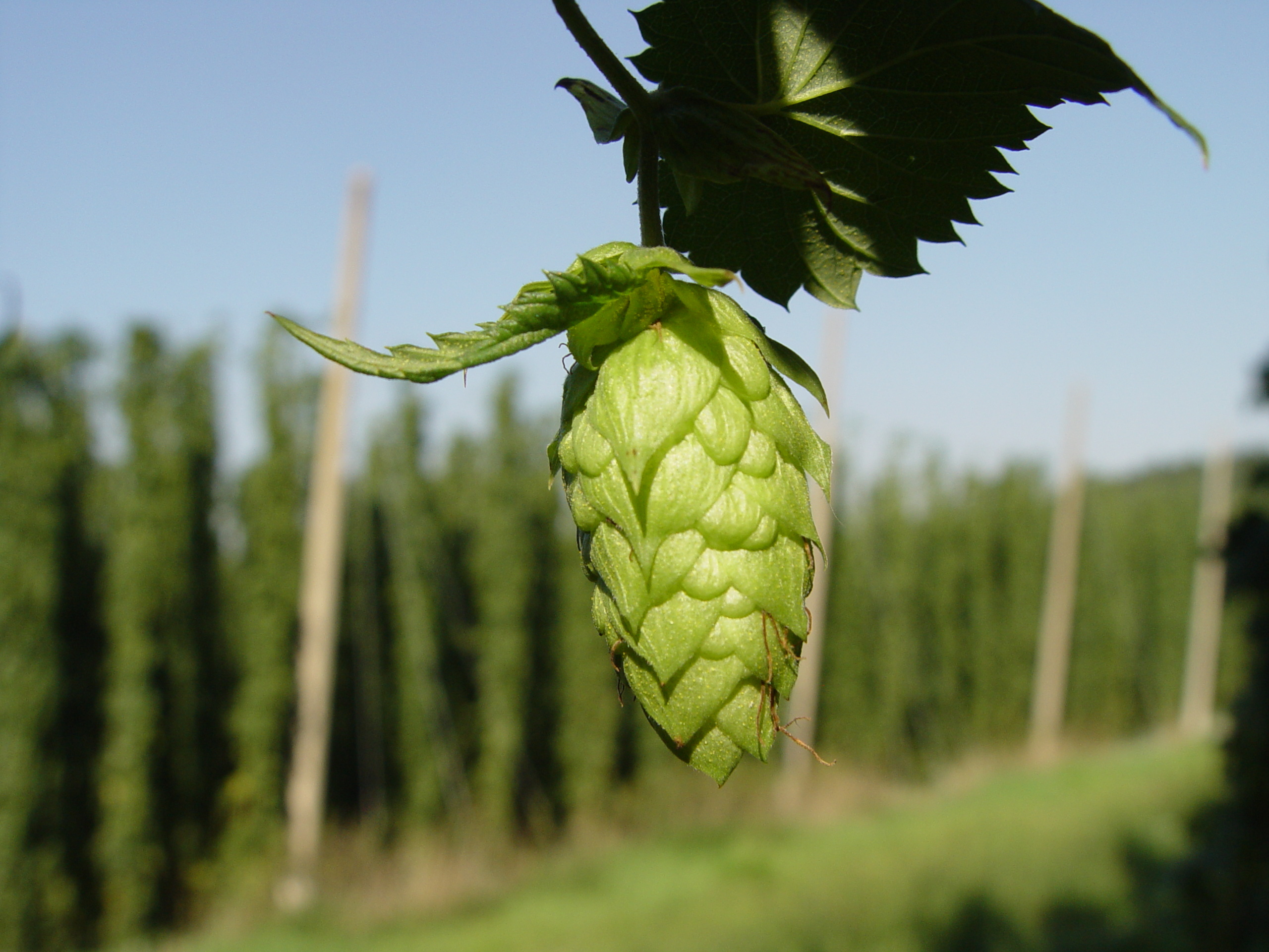 Hop varieties, Beer brewing, Hop history, Brewing culture, 2560x1920 HD Desktop