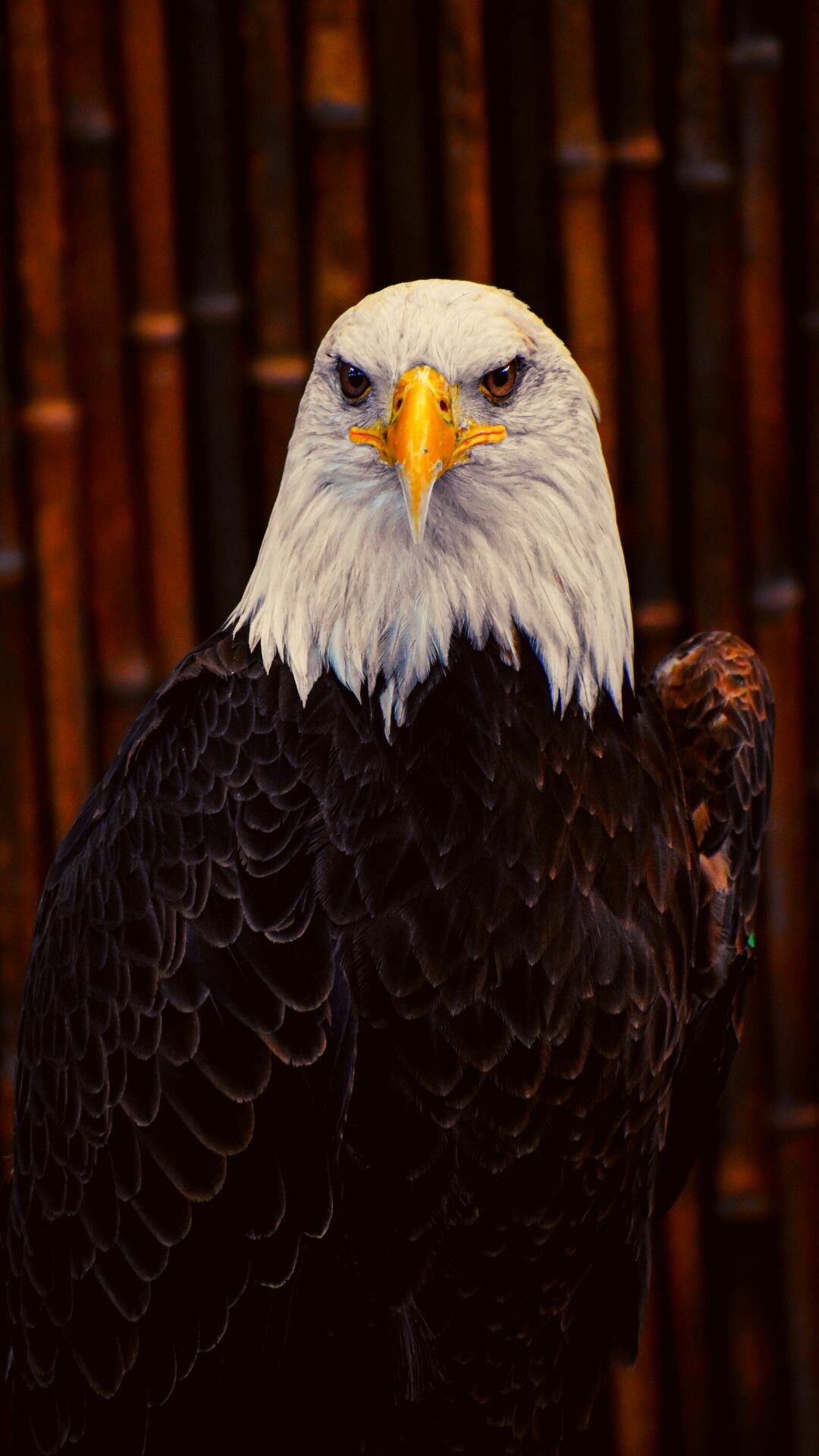 4K iPhone wallpaper, Stunning eagle imagery, Free download, Impressive visuals, 1080x1920 Full HD Phone