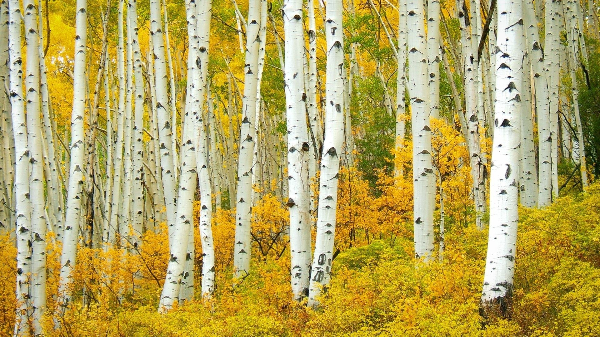 Birch tree wallpapers, 26 wallpapers, Birch tree, 1920x1080 Full HD Desktop