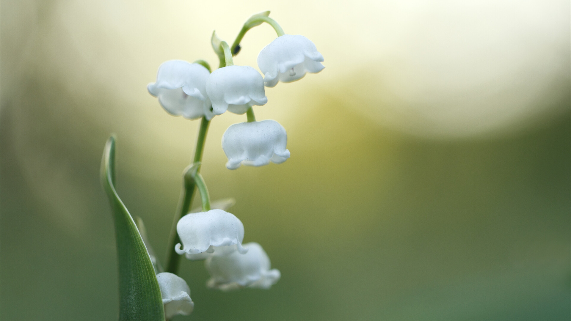 Lily of the Valley, White flower, Nature beauty, Wind chimes, 1920x1080 Full HD Desktop