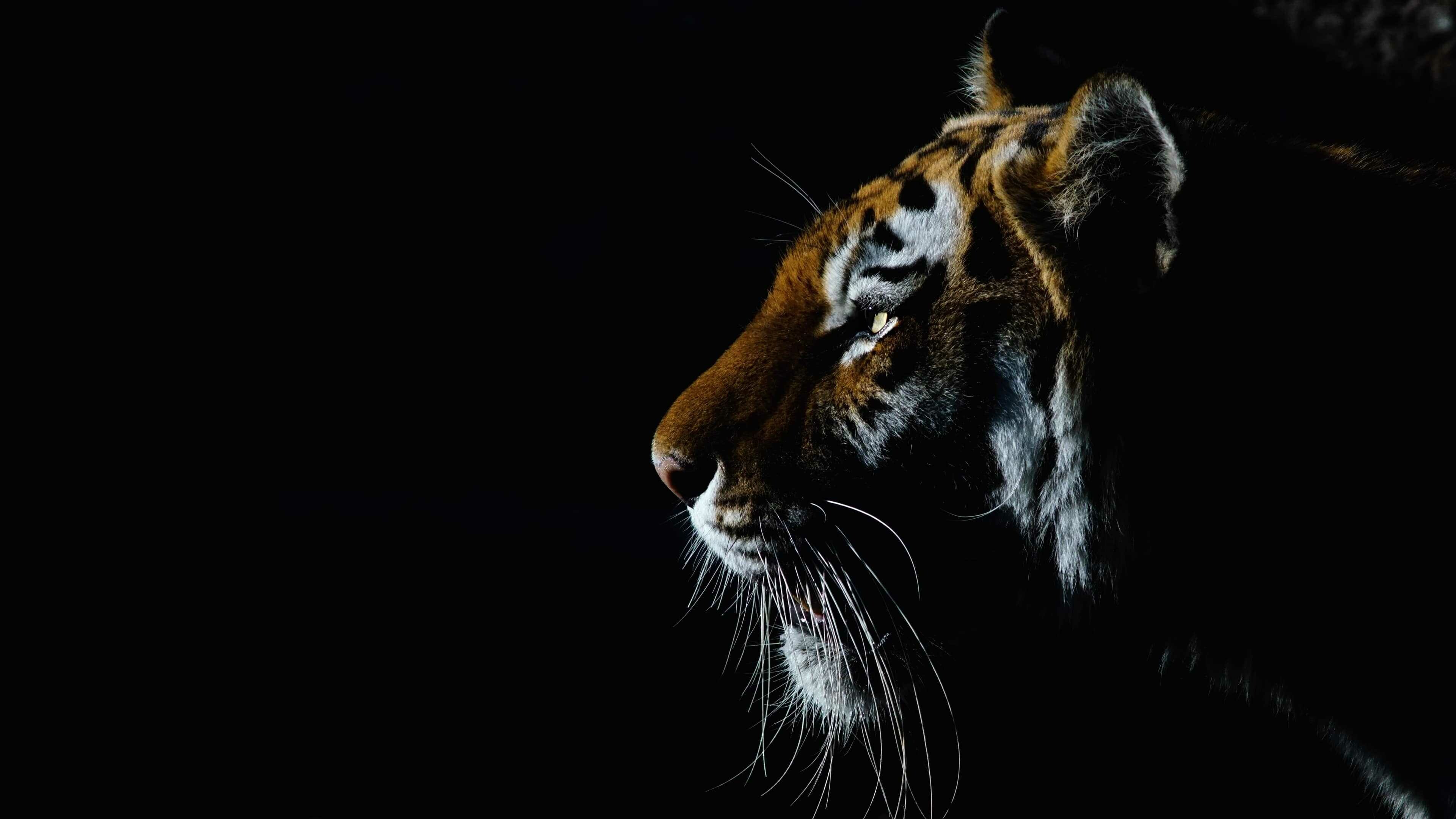 4K tiger wallpaper, High definition beauty, Striking imagery, Captivating tiger, 3840x2160 4K Desktop