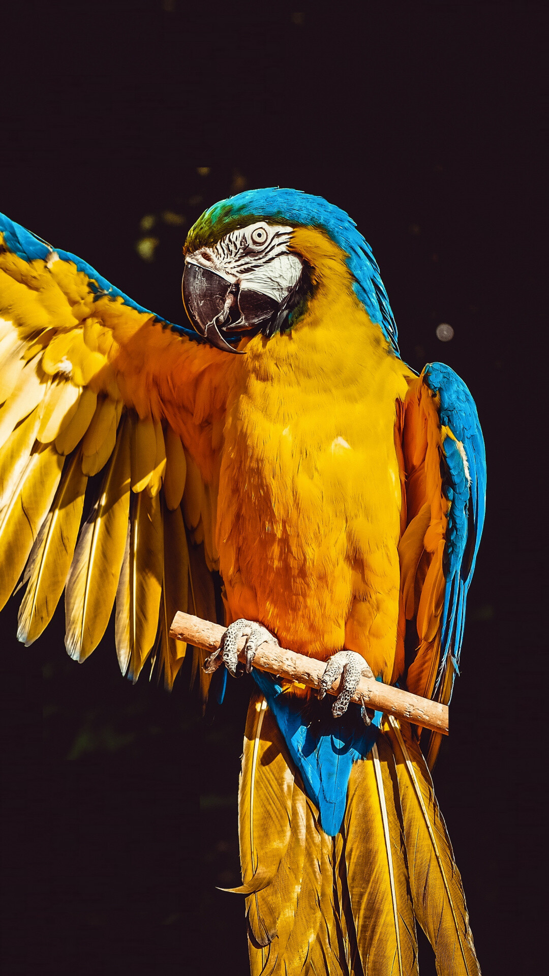 Parrot bird macaw portrait, Samsung Galaxy, 1080x1920 Full HD Phone