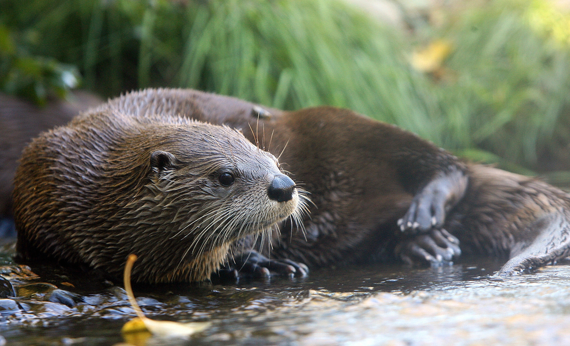 Unexpected otter encounter, Koi carp theft, Park safety measures, Nature's humorous interlude, 2000x1220 HD Desktop