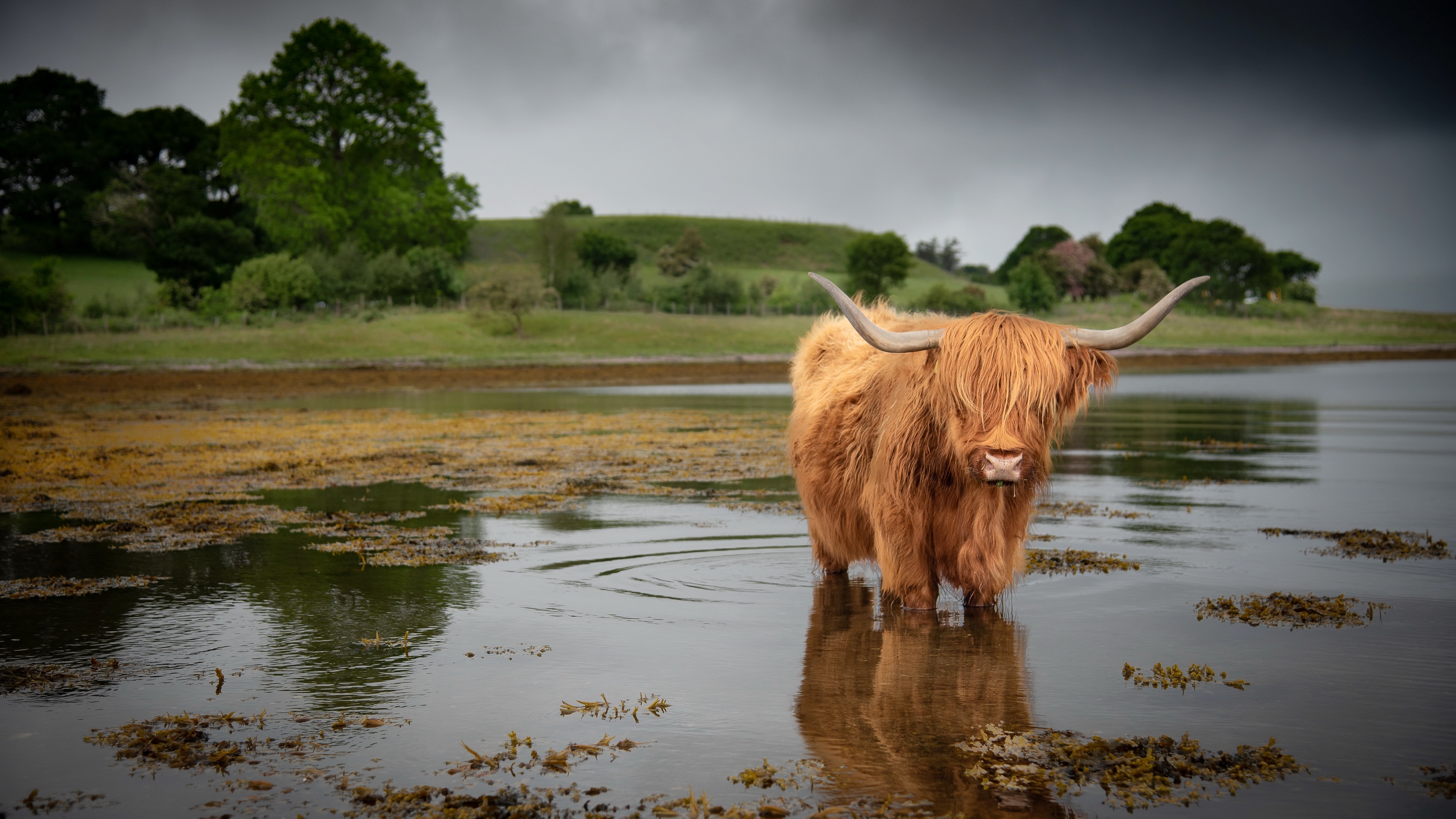 Highland cattle, Enduring spirit, Noble heritage, Timeless beauty, 3840x2160 4K Desktop