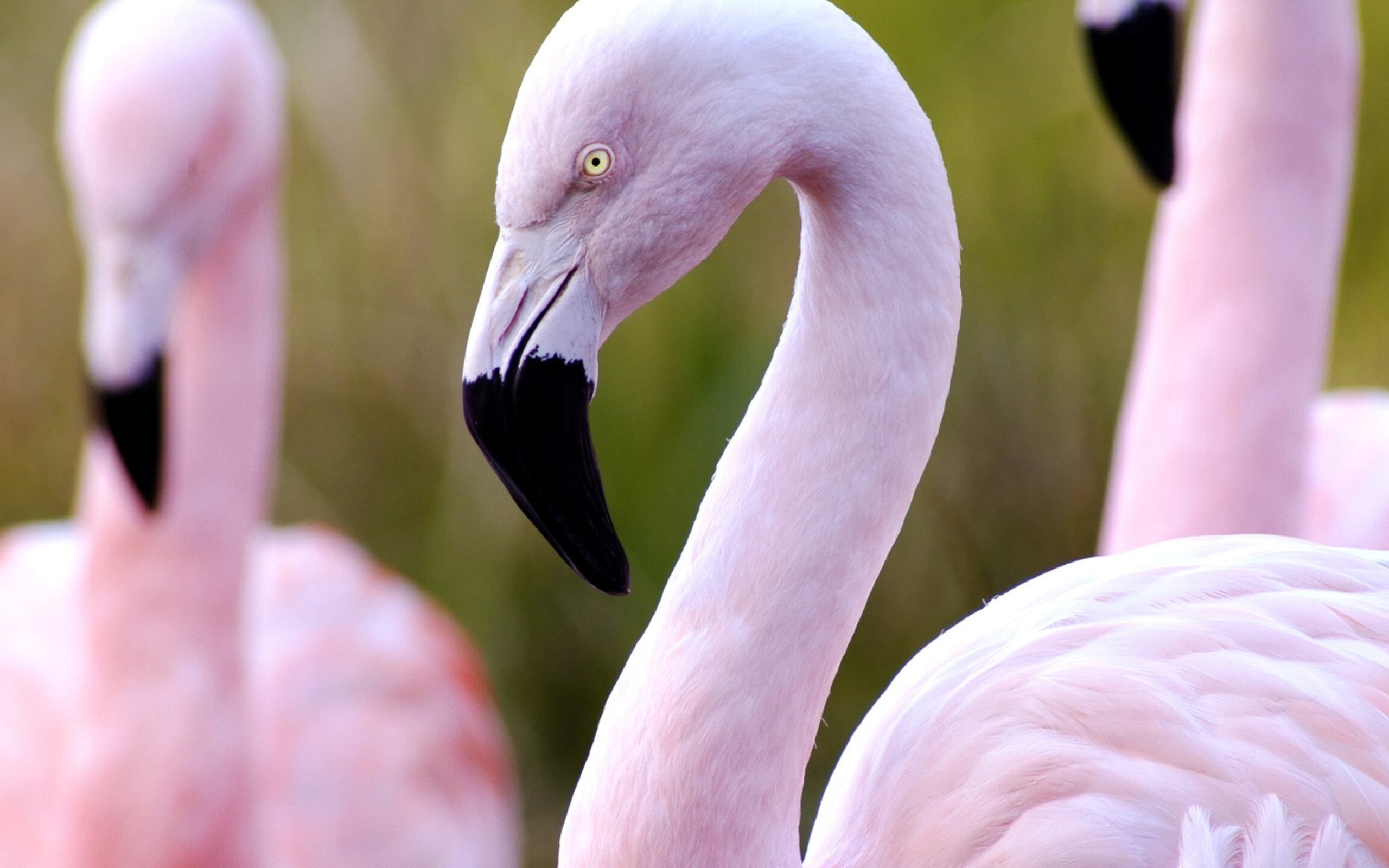 Flamingo wallpaper, Animal beauty, Colorful plumage, Eye-catching background, 2560x1600 HD Desktop