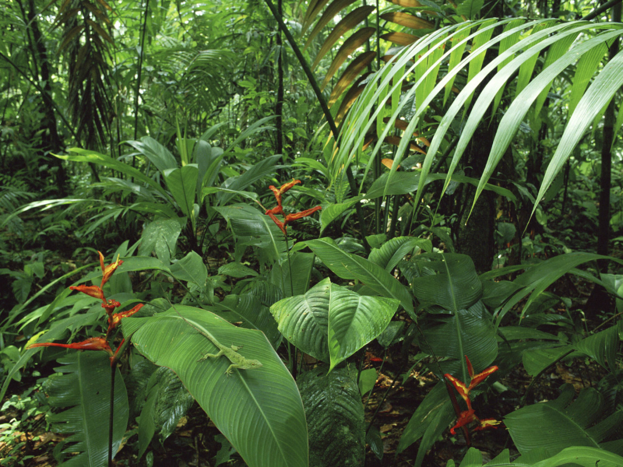 Costa Rican wonder, Rainforest wonderland, Free HD experience, Nature's embrace, 2100x1580 HD Desktop