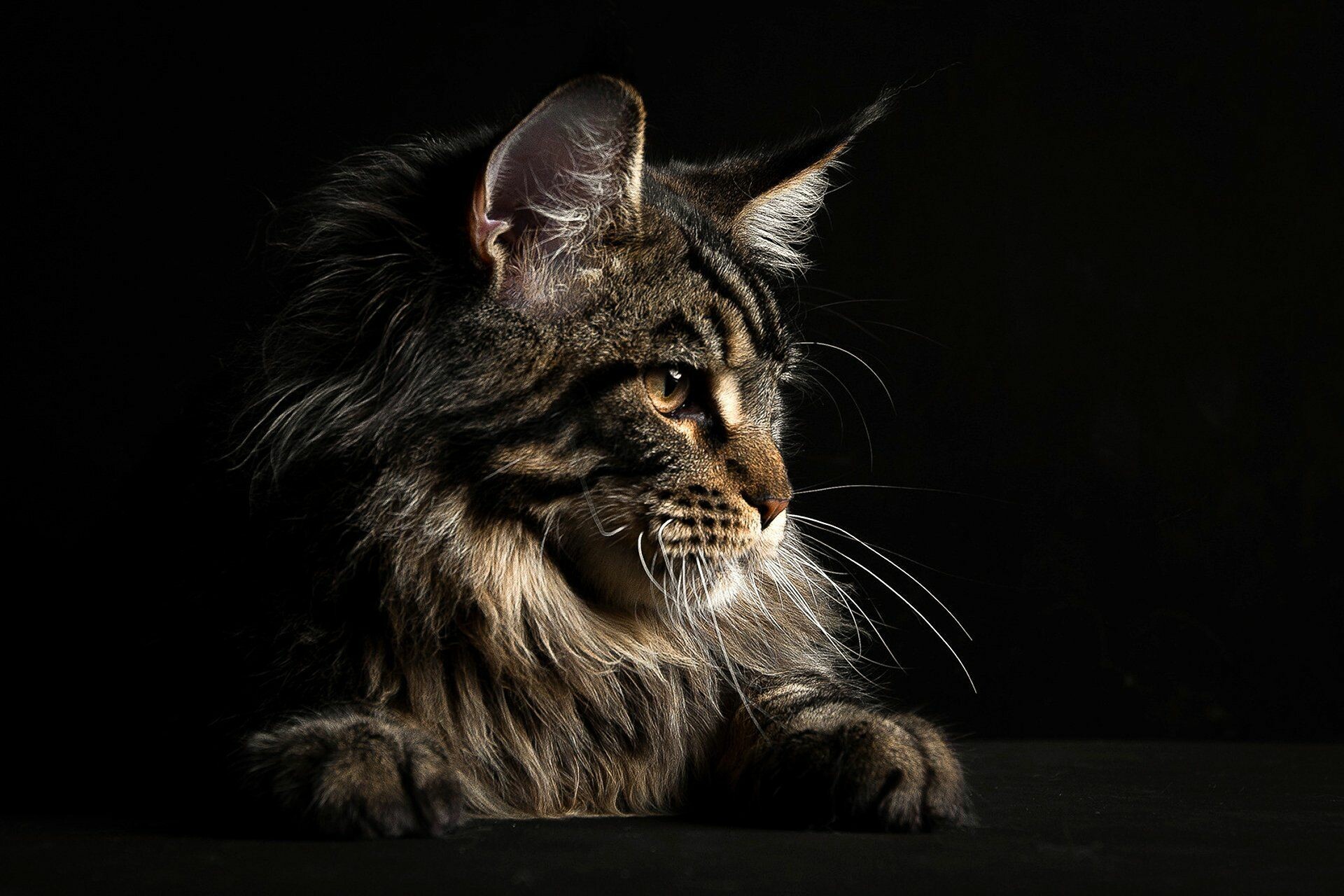 Profile, Maine Coon Wallpaper, 1920x1280 HD Desktop