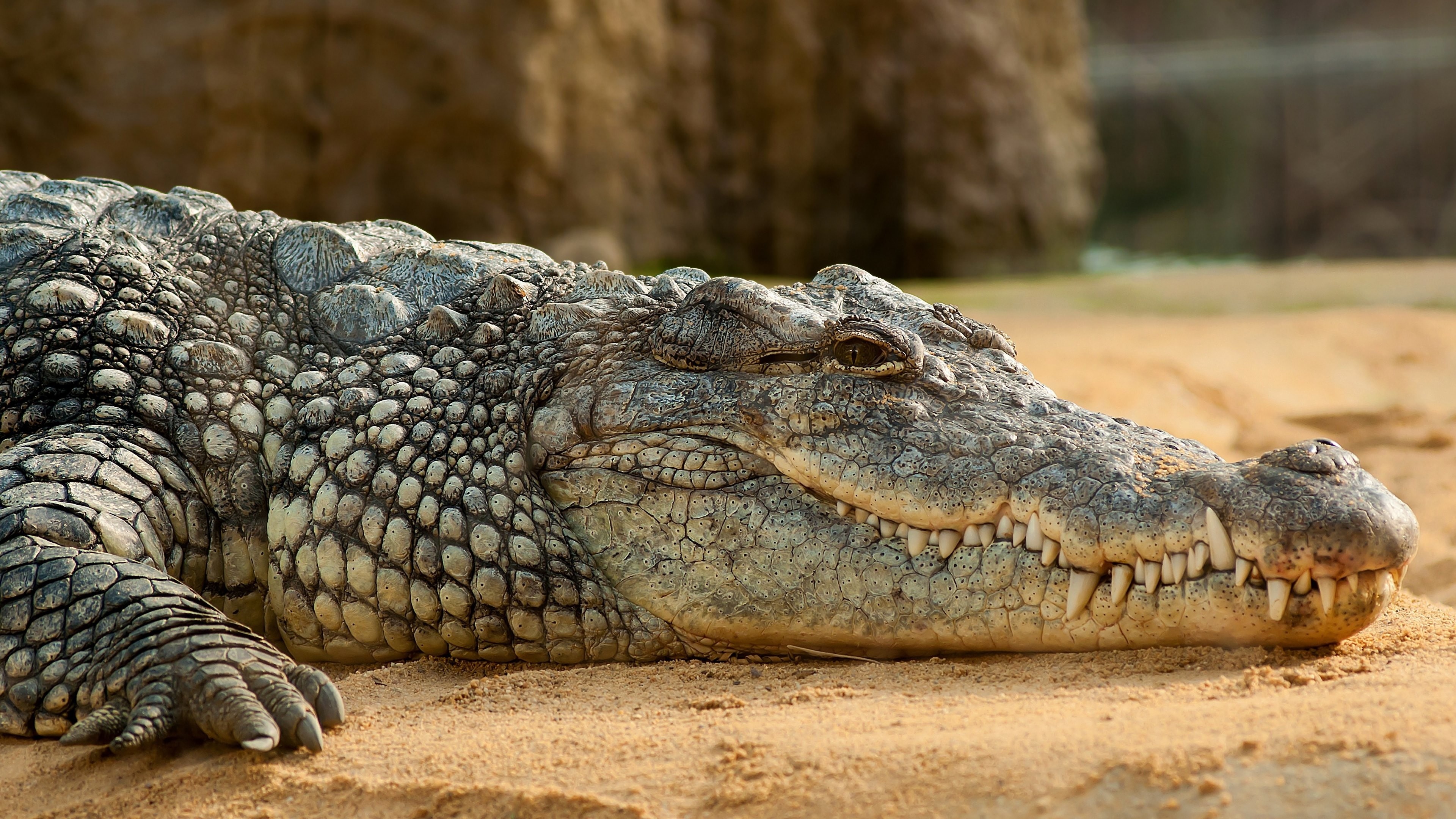 Crocodylus niloticus, Crocodiles Wallpaper, 3840x2160 4K Desktop