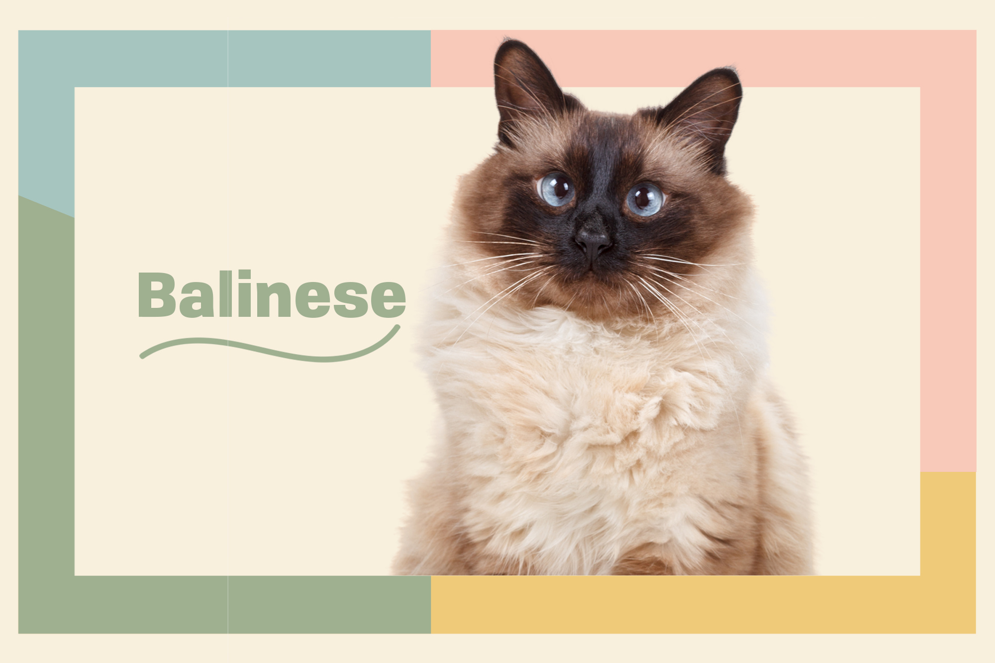 Balinese Cat, Long-haired Siamese, Breed characteristics, Daily paws, 2000x1340 HD Desktop