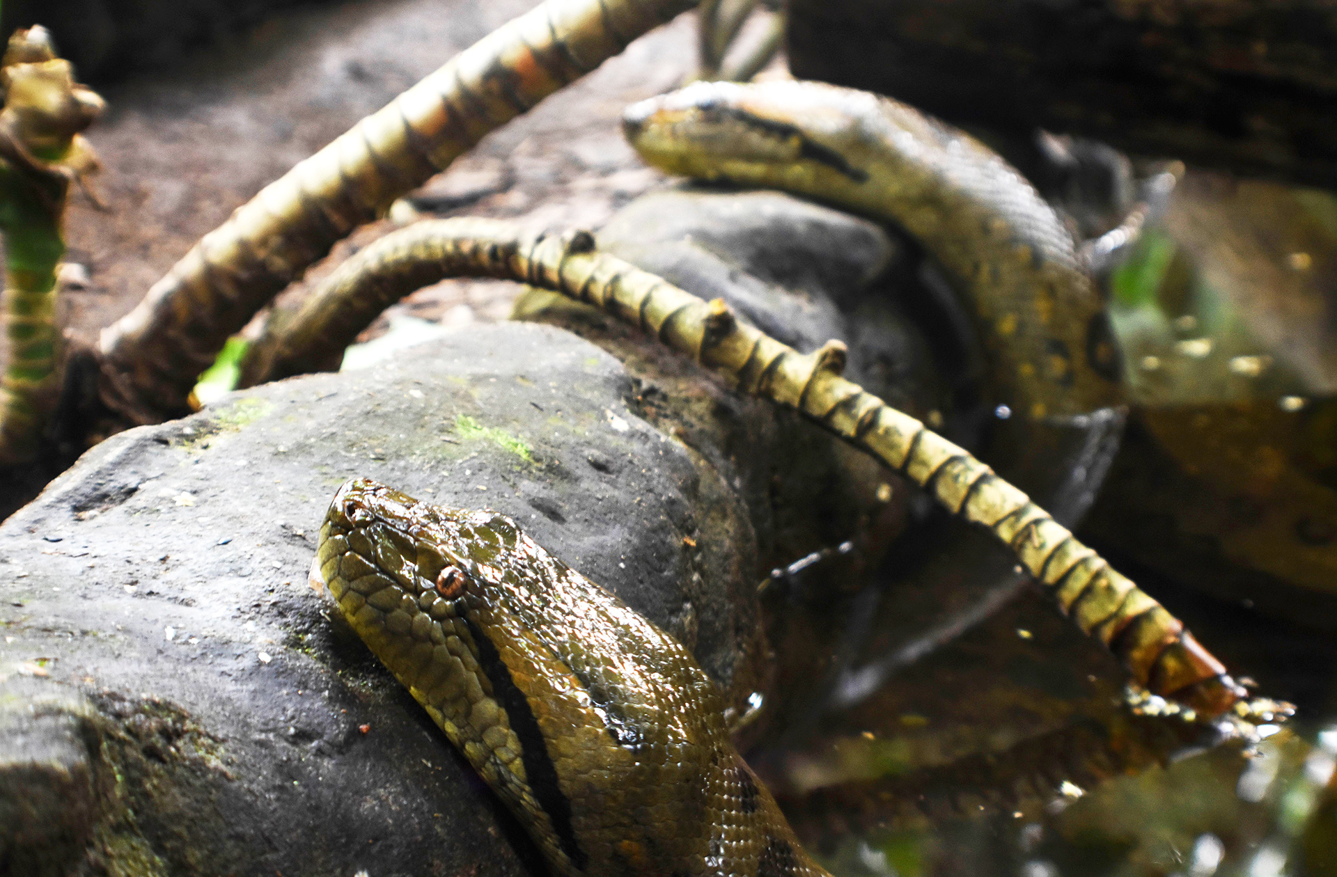 Anaconda, Serpiente de mayor longitud, Conoce, La, 1920x1260 HD Desktop