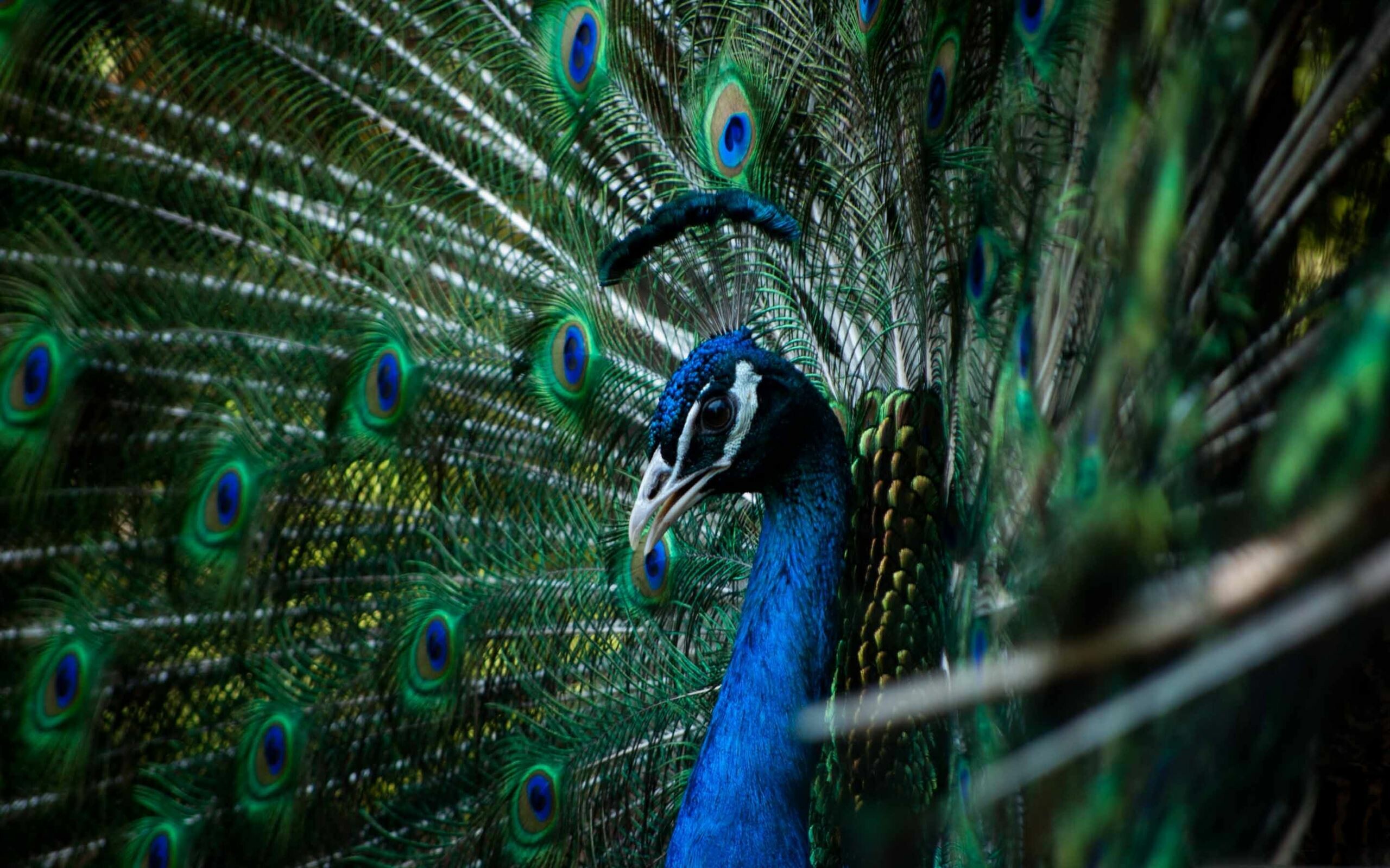 Peacock's vibrant plumage, Majestic bird, Beautiful feathers, Stunning colors, 2560x1600 HD Desktop