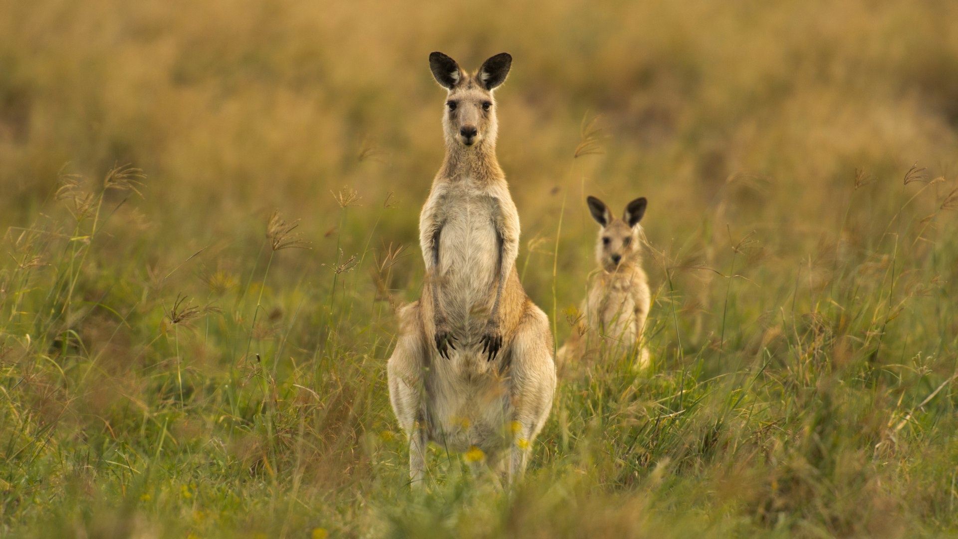 Kangaroos Karl istheidiot1, Nach dir bullshft, Funky shit, 1920x1080 Full HD Desktop