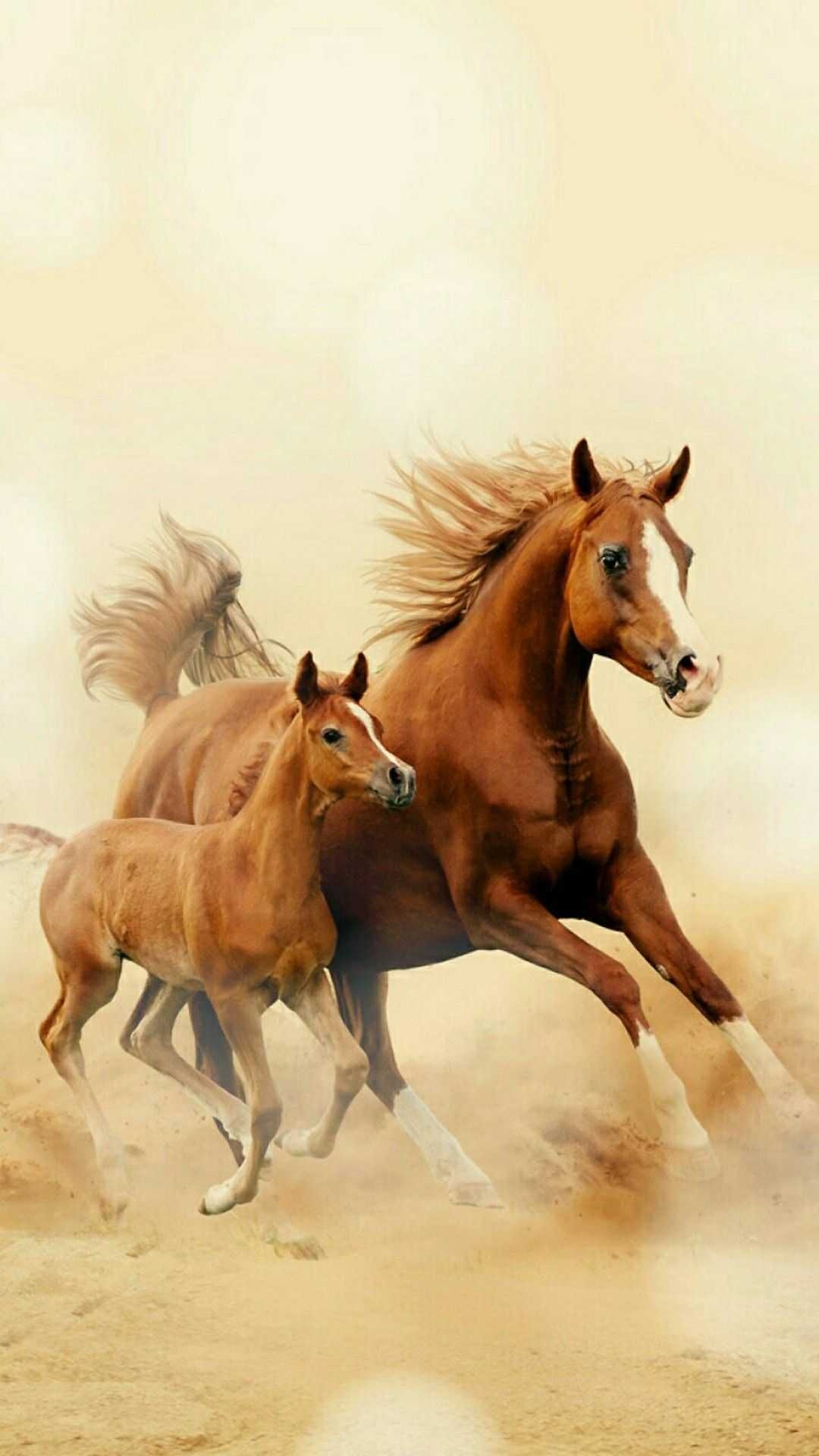 Foal, Horses Wallpaper, 1080x1920 Full HD Phone