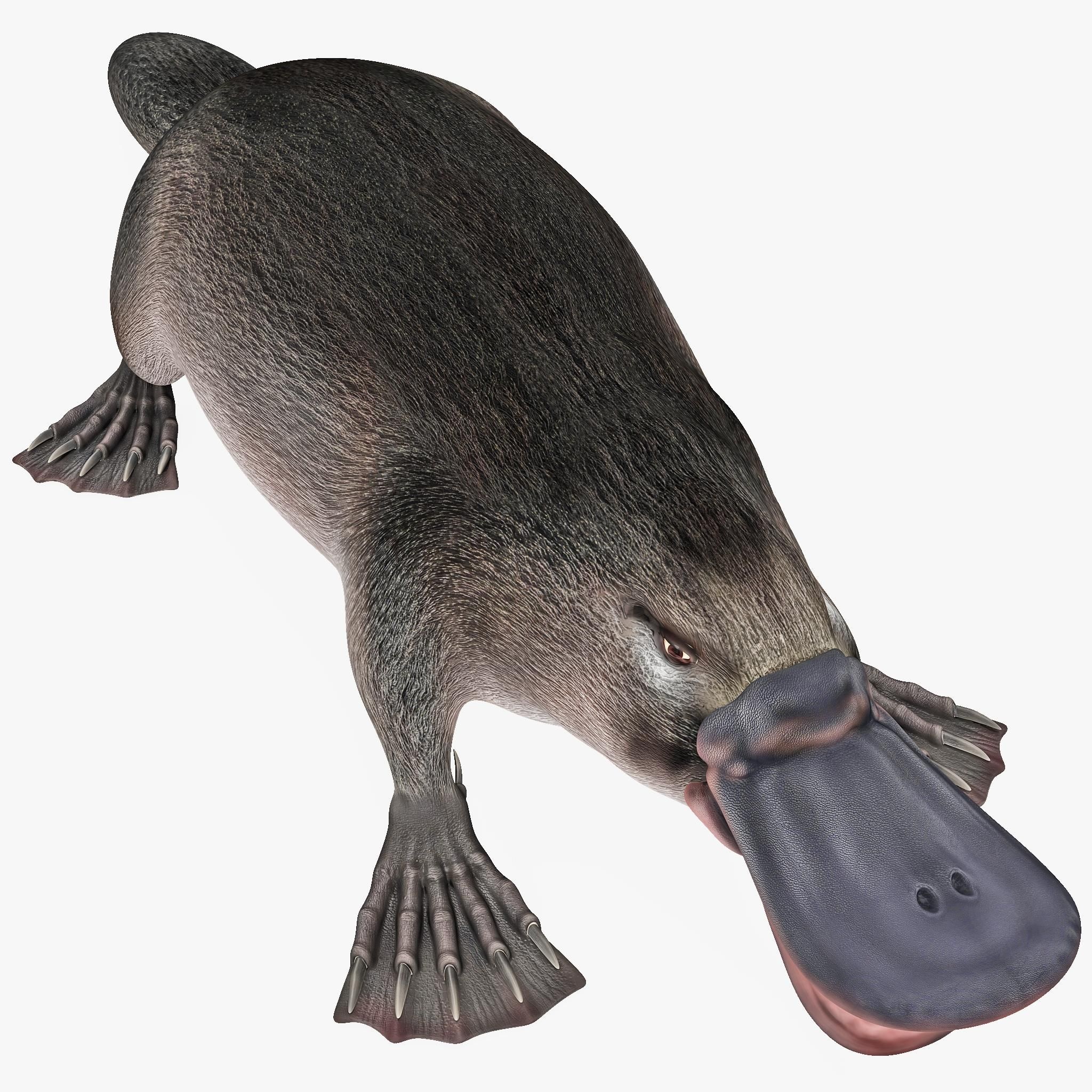 Platypus, 3D model sewing, Platypusmodel, Creative project, 2050x2050 HD Phone