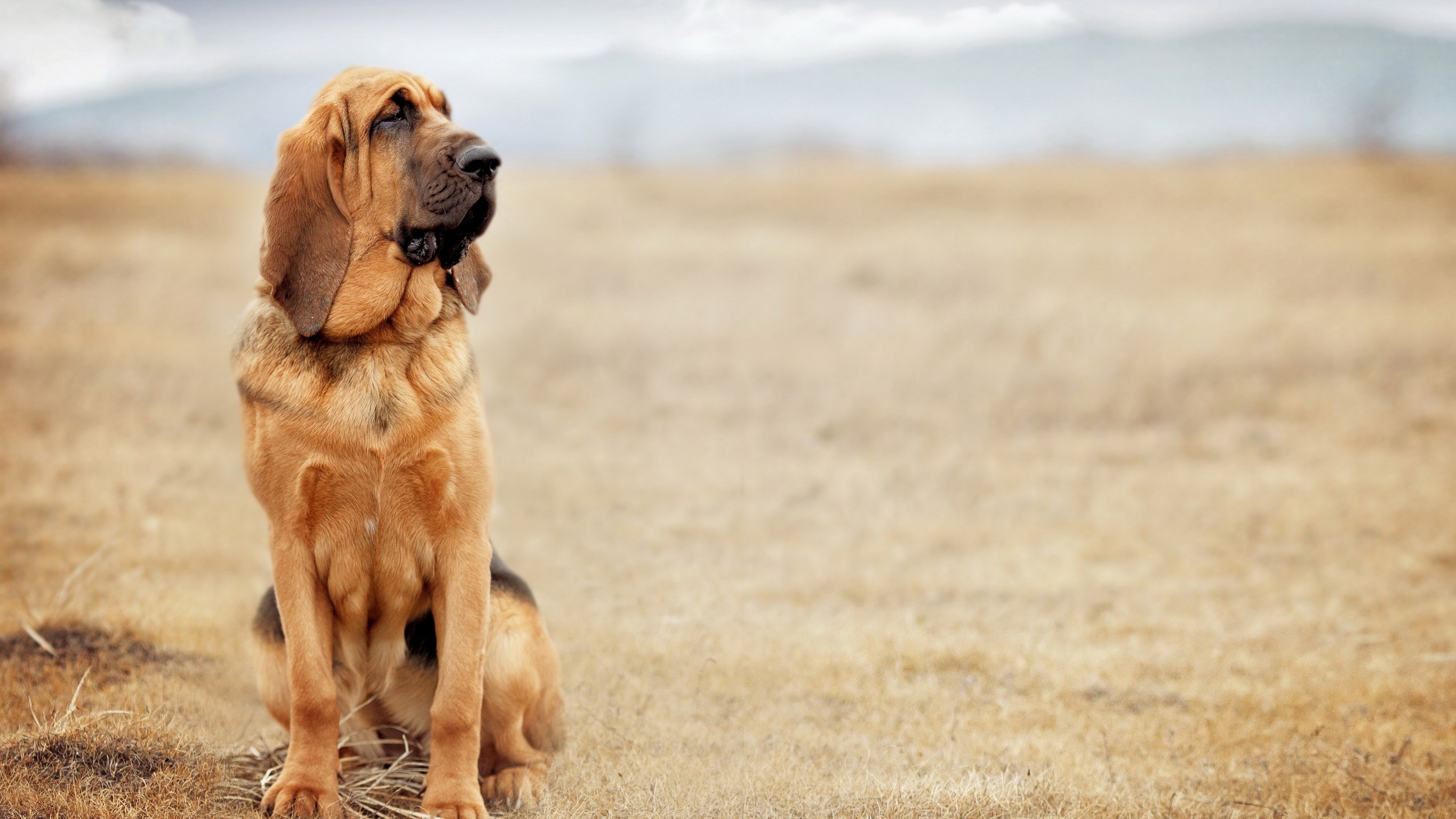 Bloodhound, 4K quality, Animal wallpapers, Page 667, 3840x2160 4K Desktop