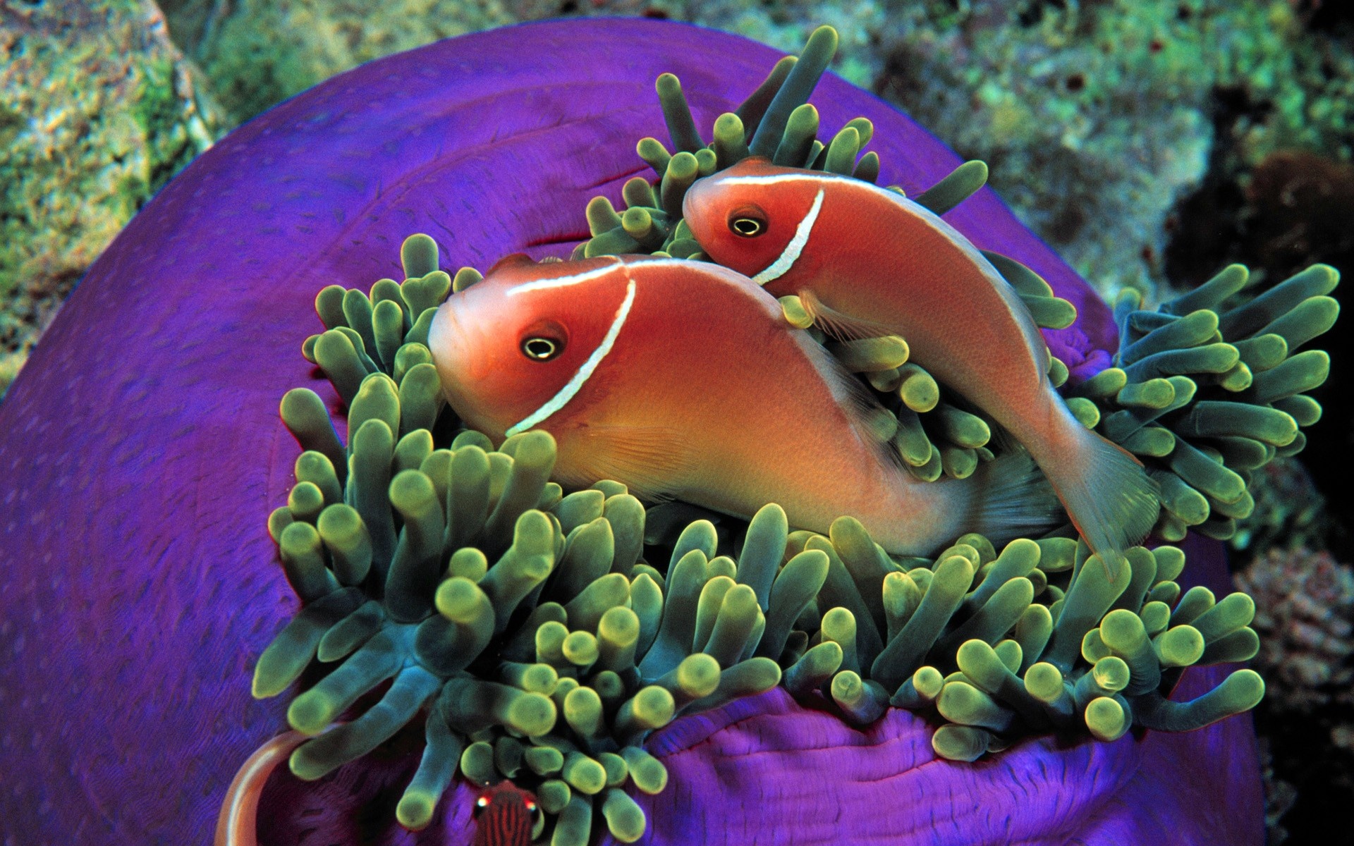 Fish actinium, Tropical fish, Sea Anemone, 1920x1200 HD Desktop