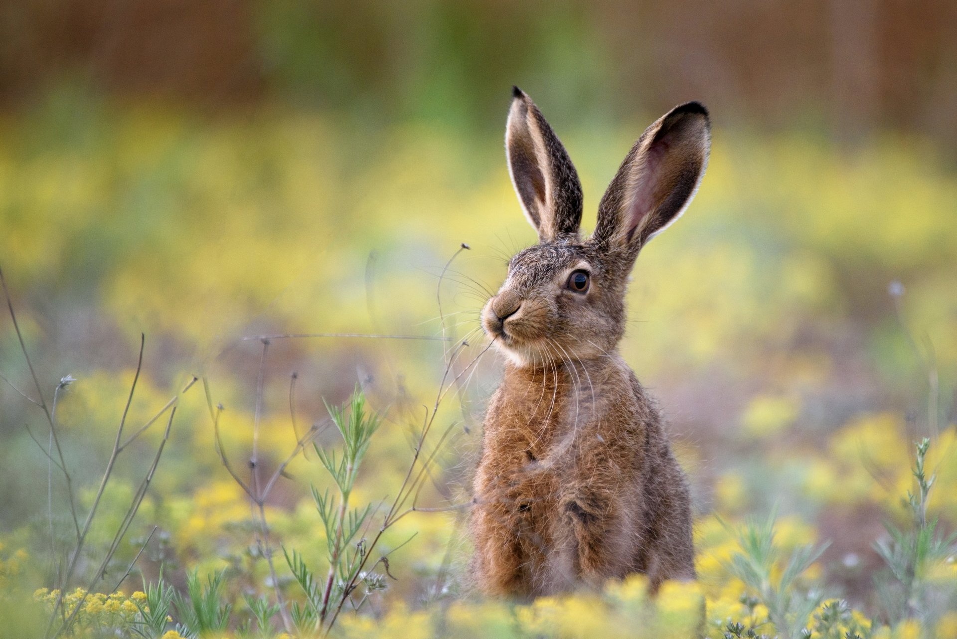 Artistic hare, Beautiful wallpaper, Nature-inspired design, Visual delight, 1920x1290 HD Desktop