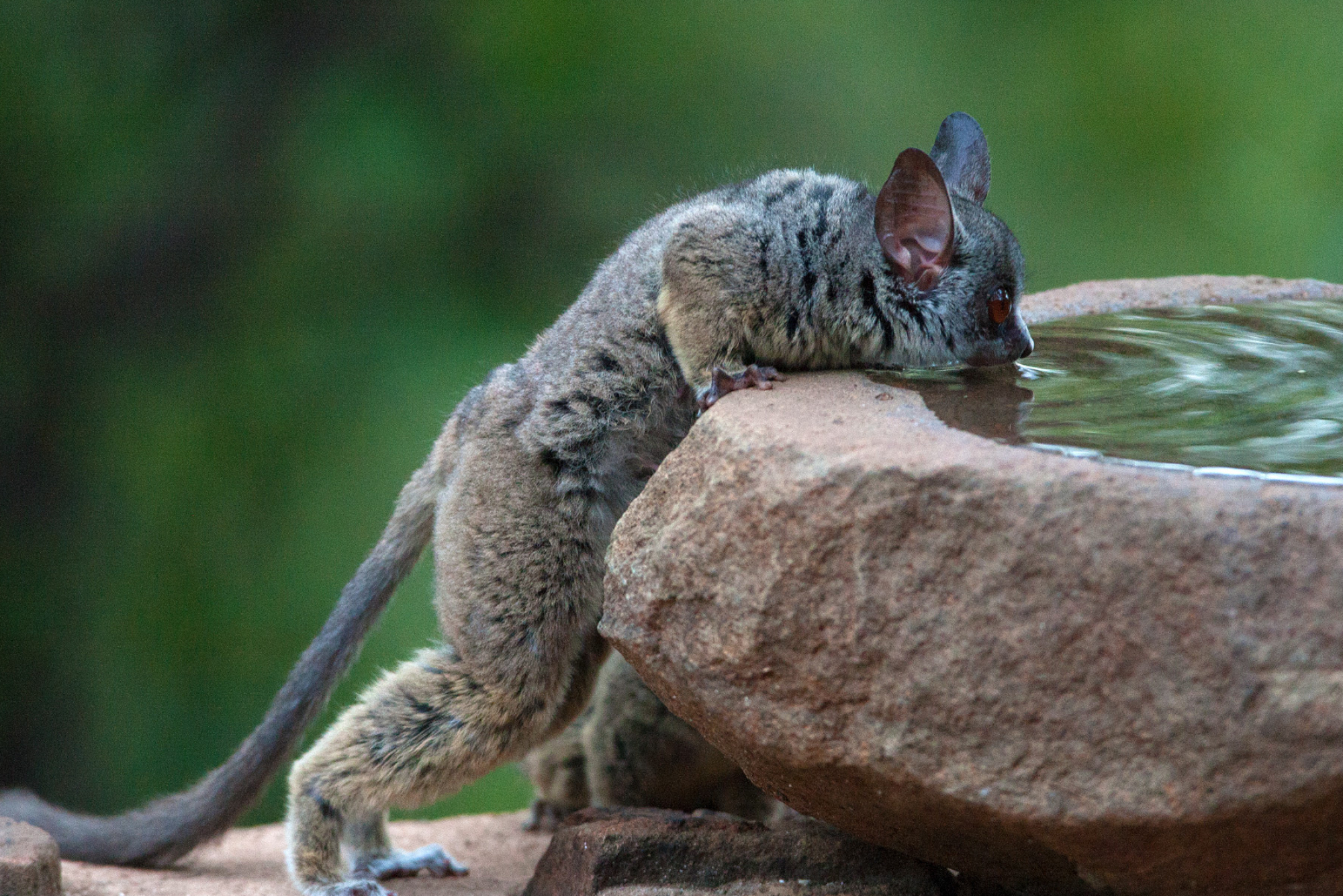 Bush Baby (Galago), Lesser galago species, African wildlife, Africa Geographic, 2000x1340 HD Desktop