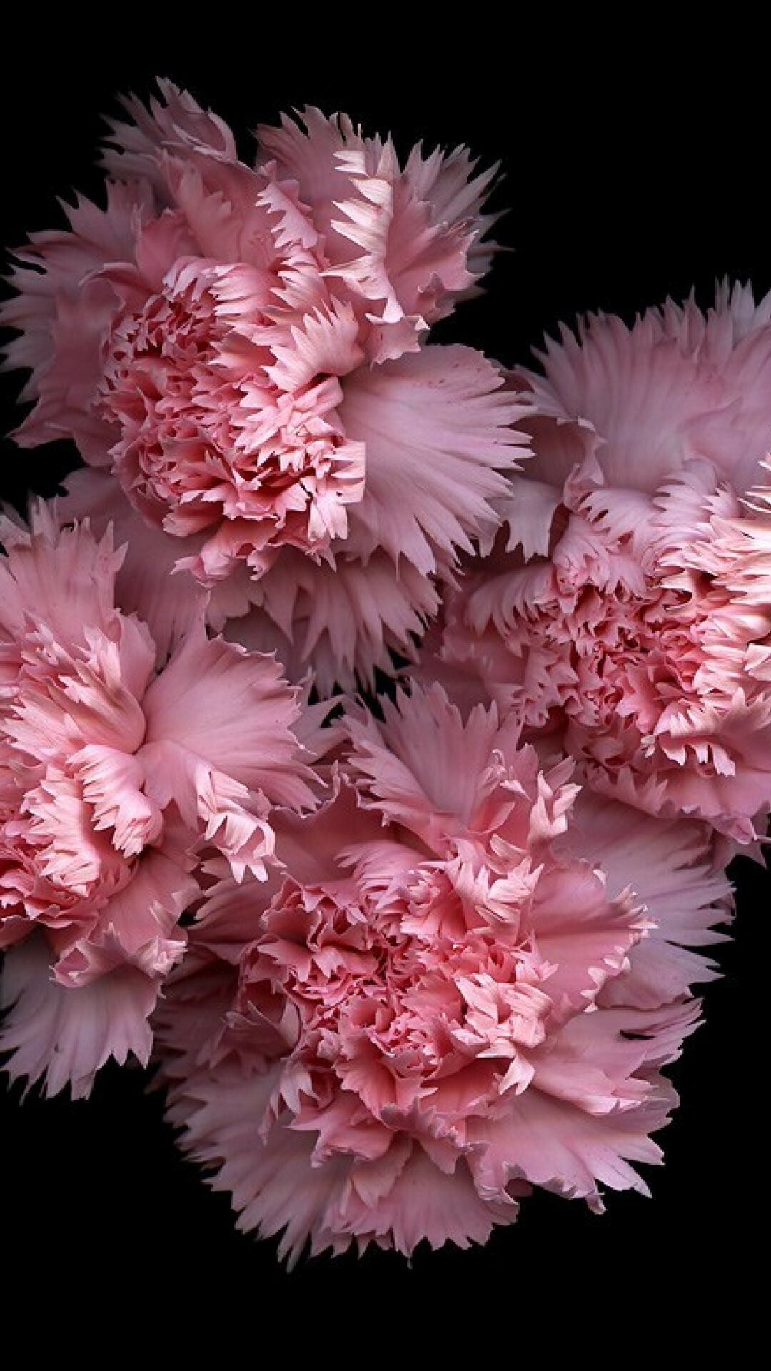 Pink carnation wallpapers, Michelle Tremblay, 1080x1920 Full HD Phone