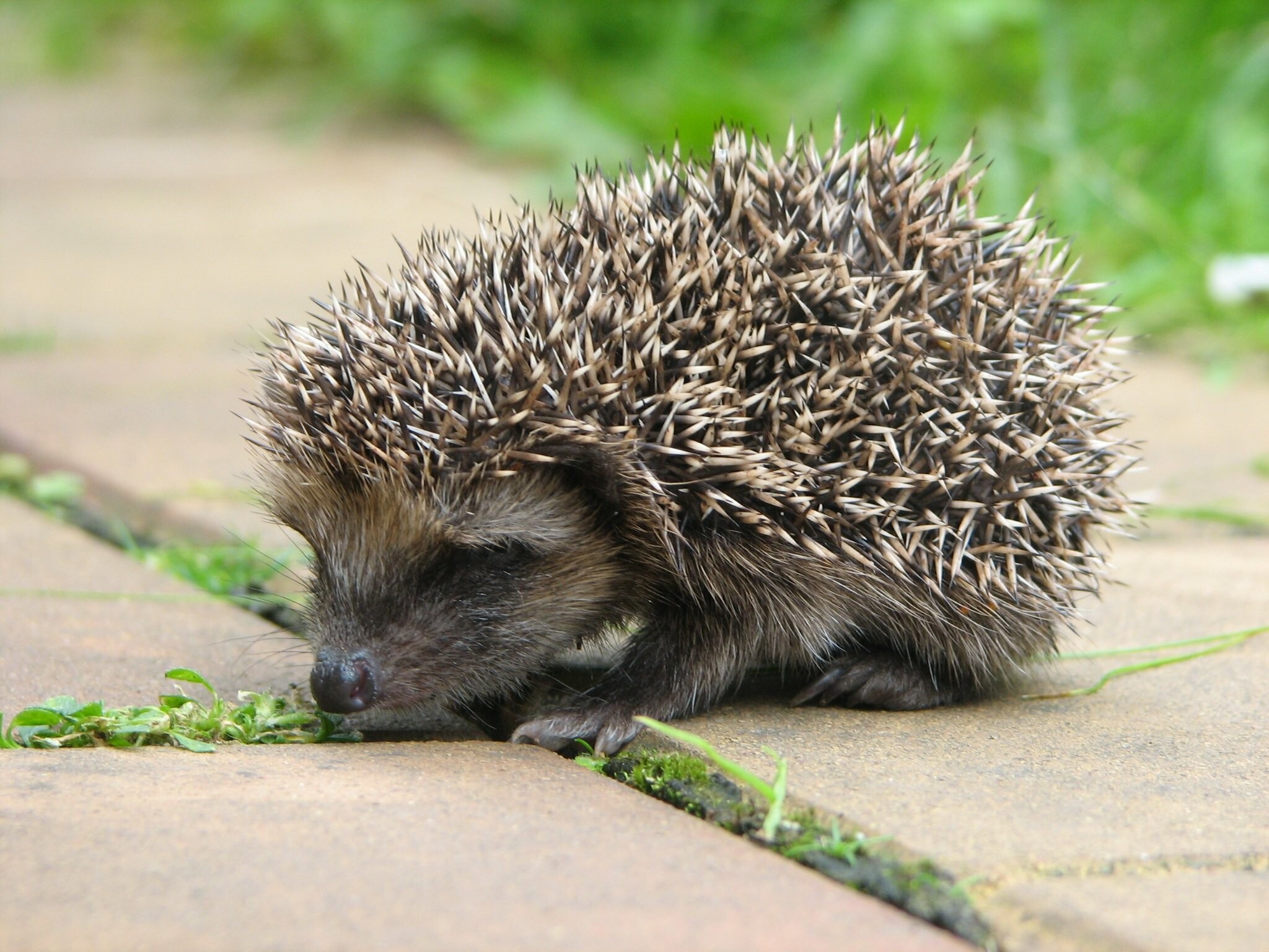 Hedgehog high quality wallpaper, HD computer, 2050x1540 HD Desktop