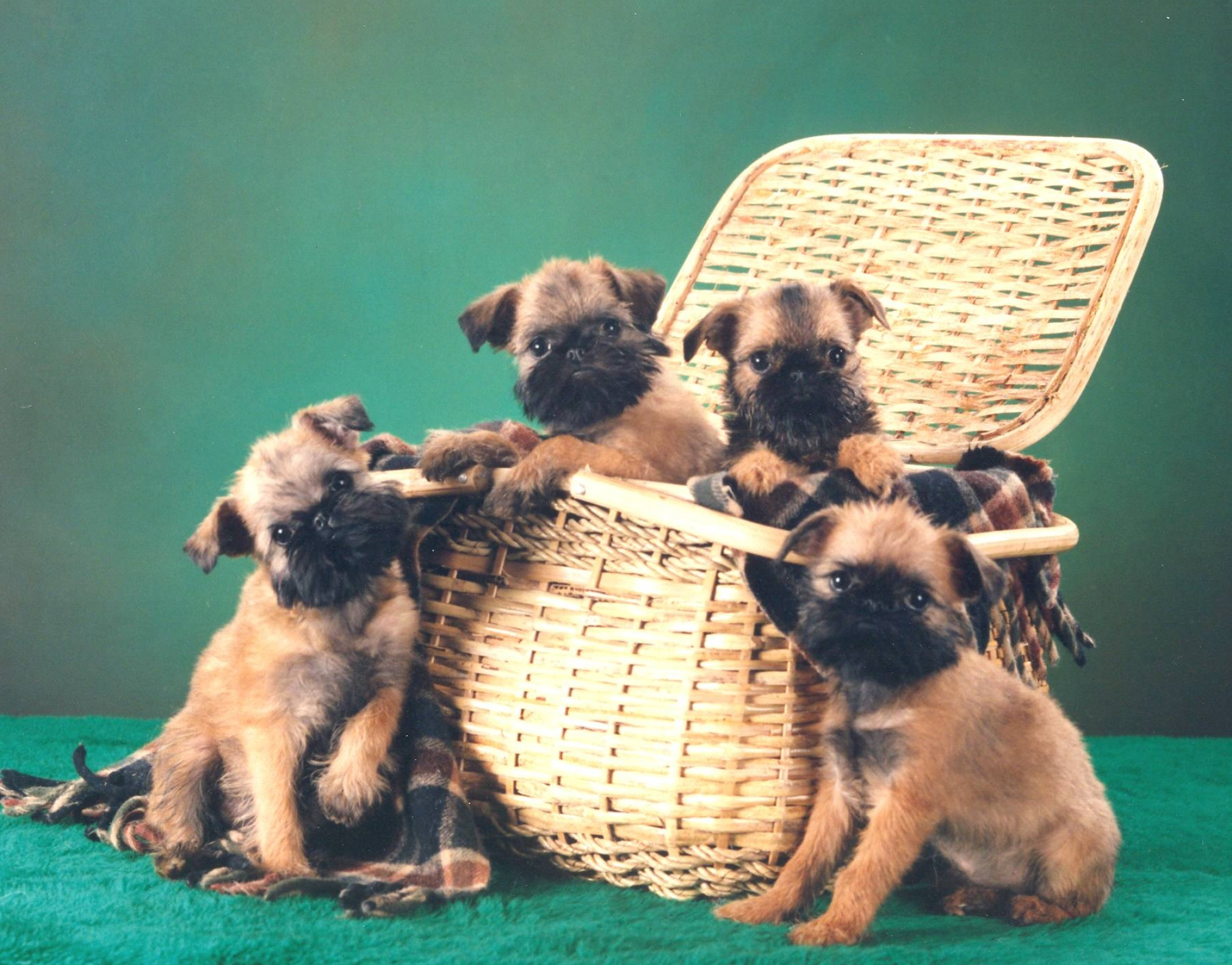 Brussels Griffon, Easy training, Dog breed, Training tips, 1990x1560 HD Desktop