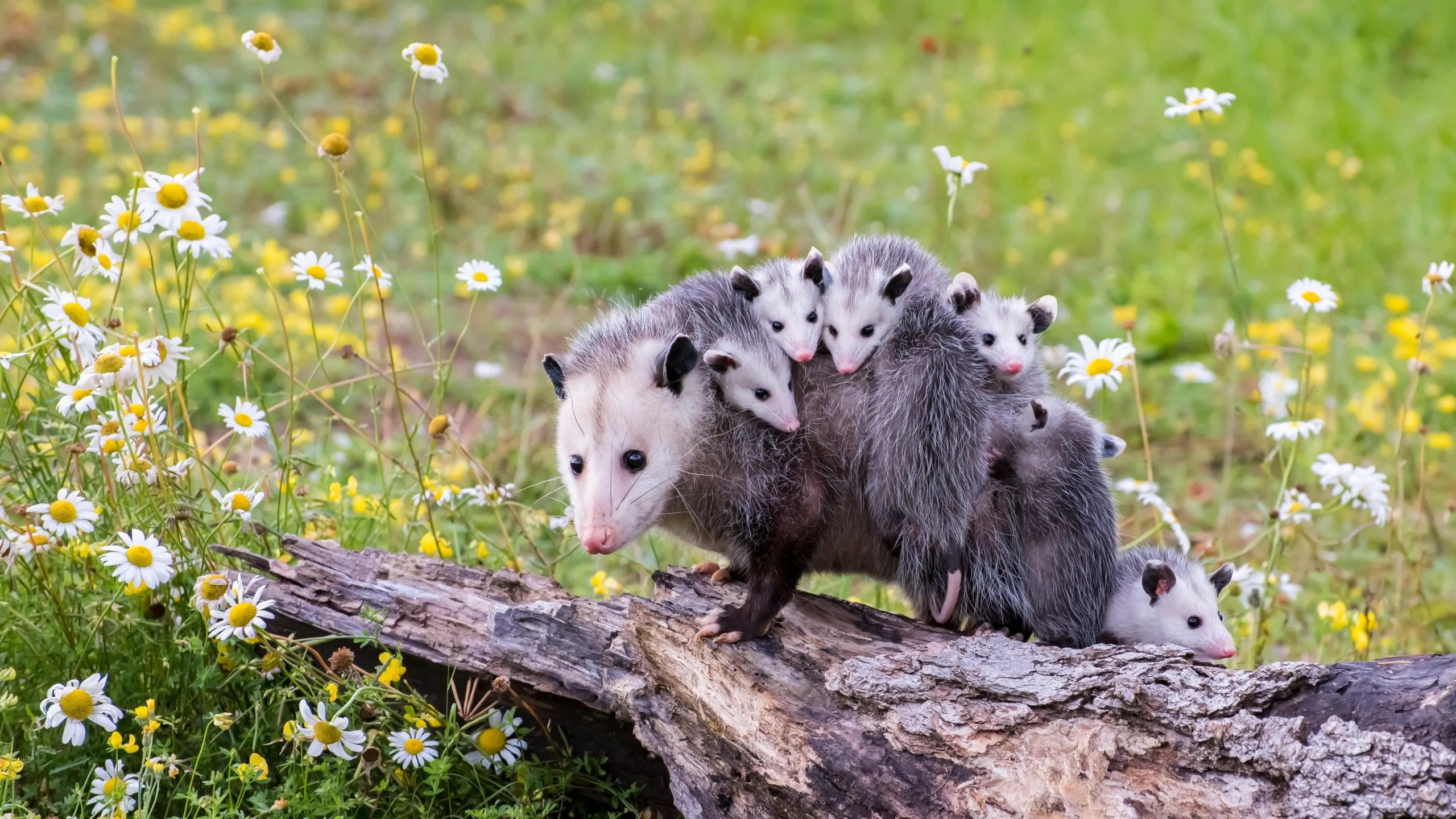 Mother and babies, Opossum Wallpaper, 2560x1440 HD Desktop