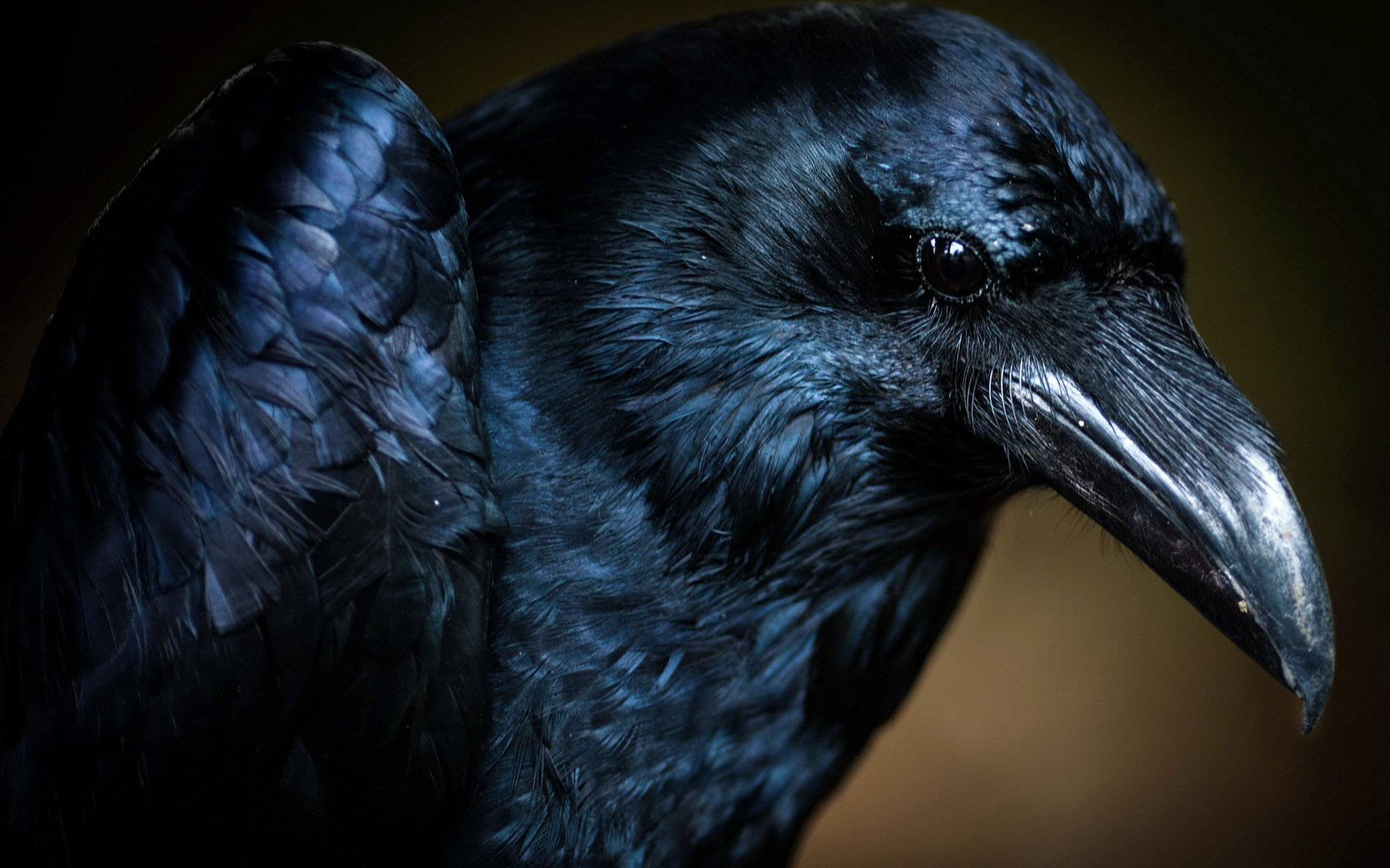 Raven wallpaper, Dark allure, Gothic inspiration, Supernatural creature, 1920x1200 HD Desktop