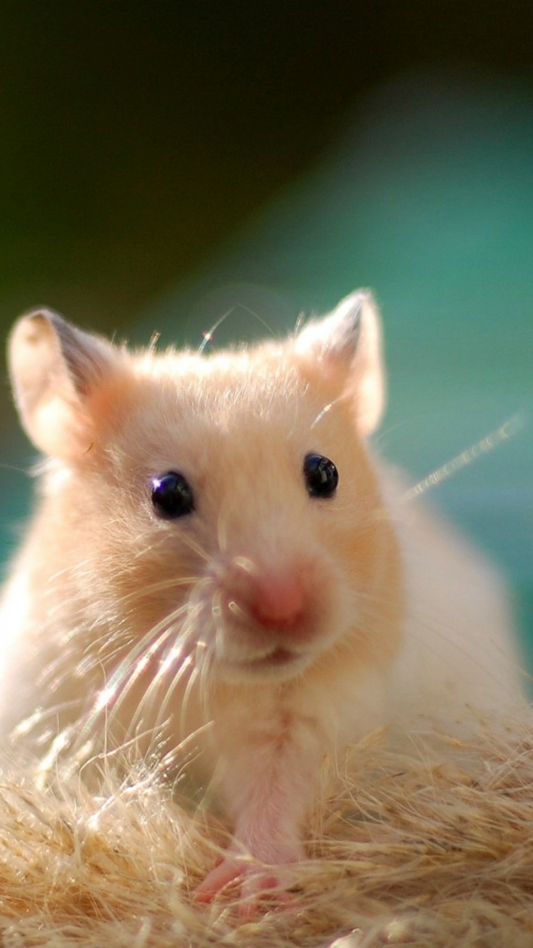 Gerbil wallpapers, Ethan Mercado, Rodent cuteness, Visual delights, 1080x1920 Full HD Phone