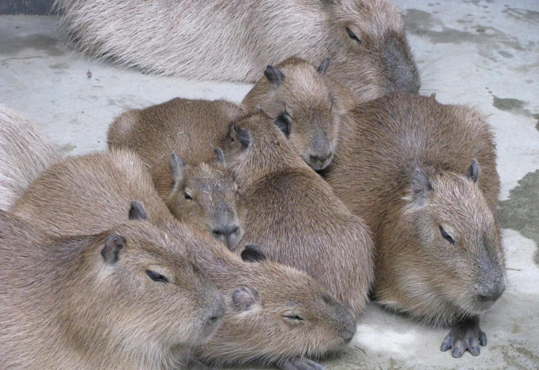 Siblings, Capybaras Wallpaper, 2050x1410 HD Desktop