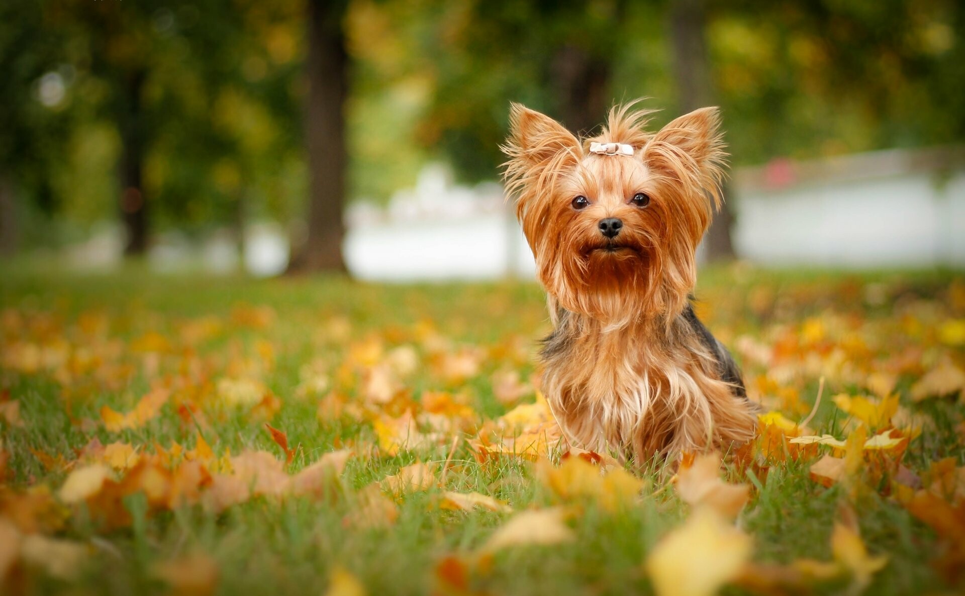 4K ultra HD, Yorkshire Terrier, Background images, 1920x1190 HD Desktop