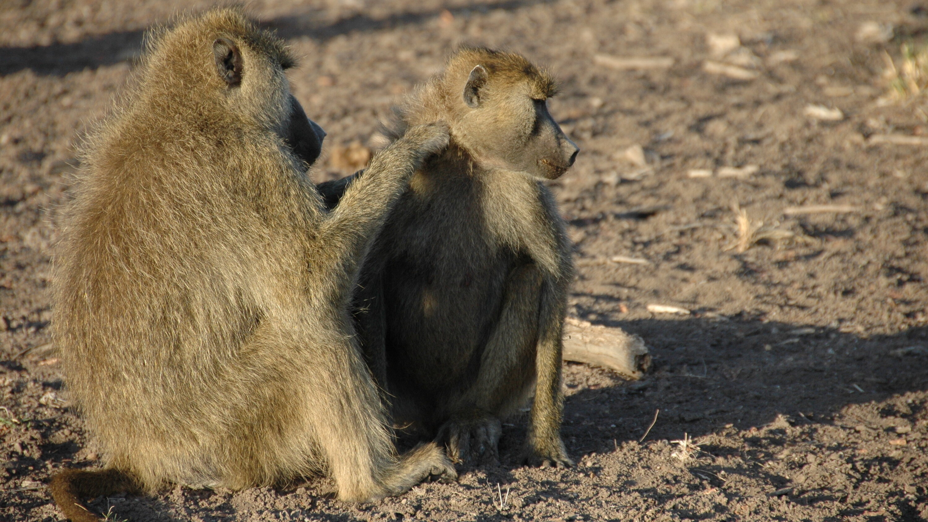 Chacma, Baboon Wallpaper, 3000x1690 HD Desktop