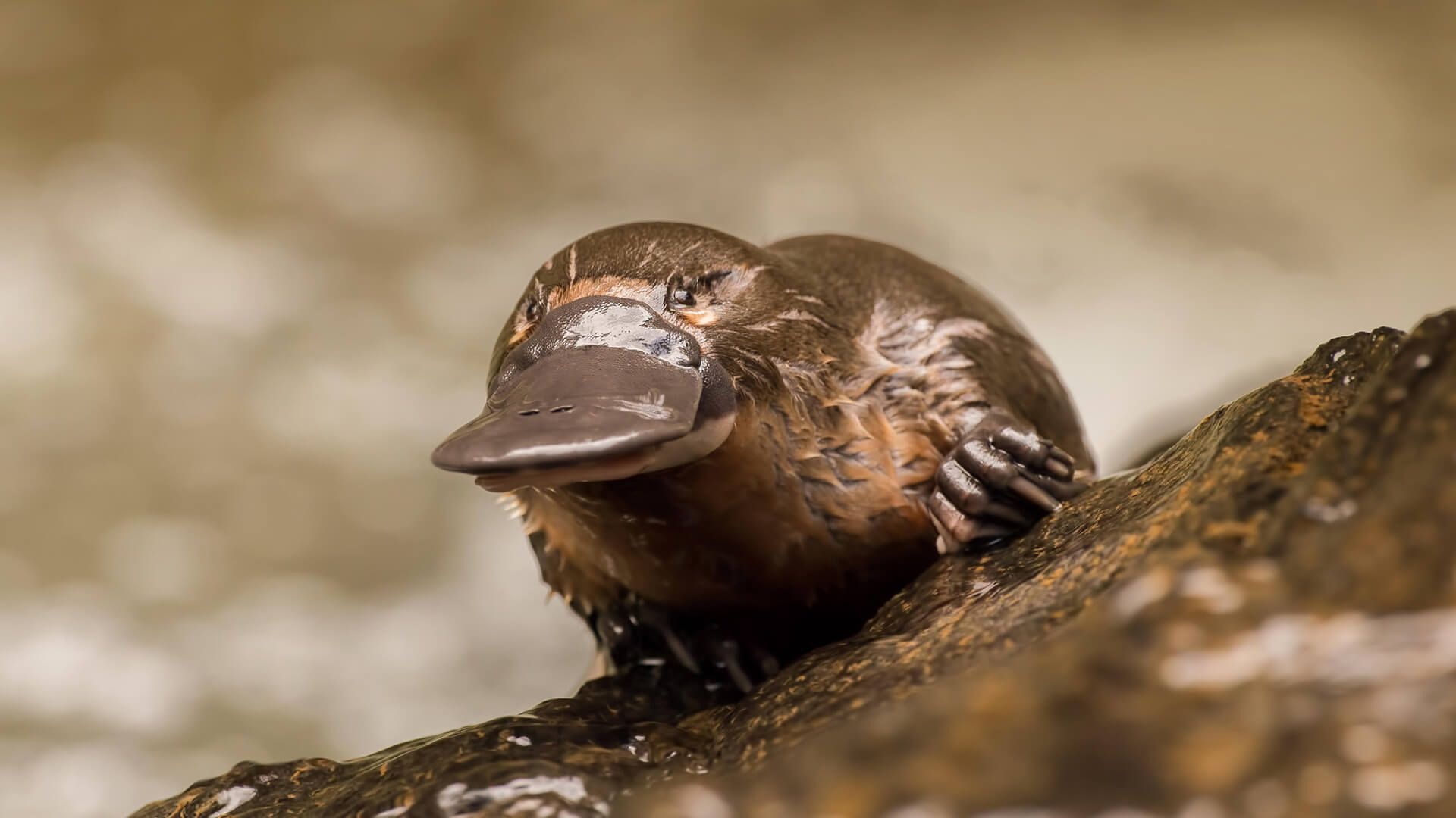 Weird platypus, Australian animal, Unique appearance, Quirky characteristics, 1920x1080 Full HD Desktop