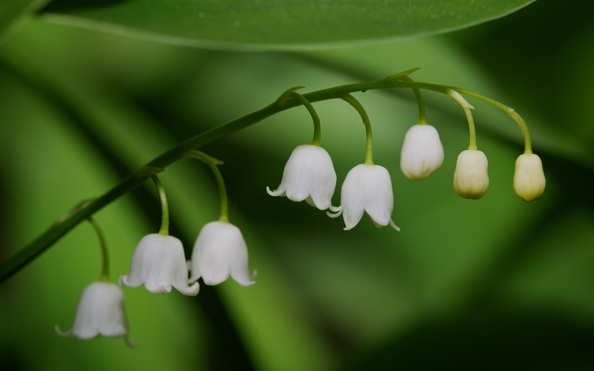 Lily of the Valley wallpapers, Samantha Mercado's collection, Nature's charm, Serene beauty, 1920x1200 HD Desktop