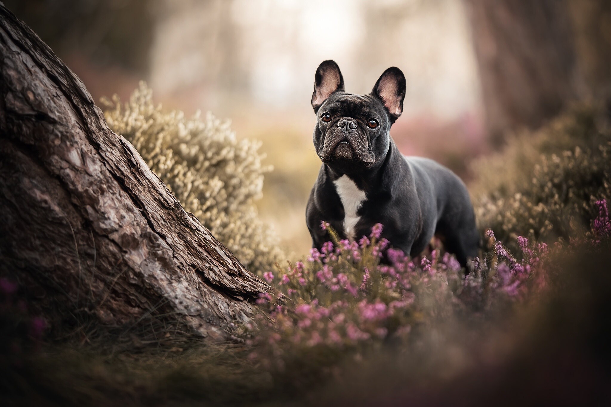 Forest, French Bulldogs Wallpaper, 2050x1370 HD Desktop