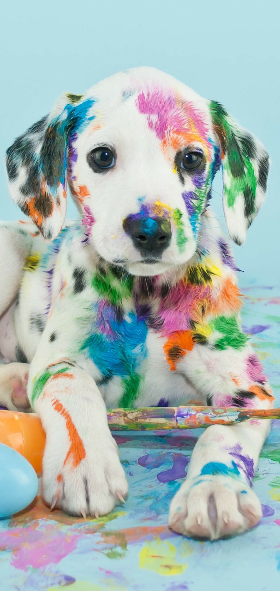 Endearing puppy wallpaper, Wallpaper sweetness, 1080x2280 HD Phone