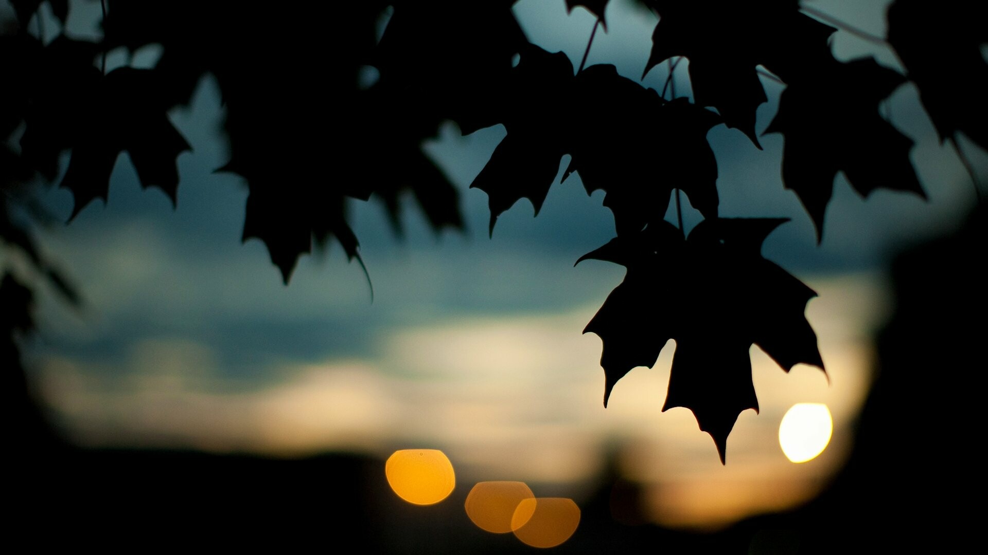 Trees leaves, Silhouette, Plants, Desktop, 1920x1080 Full HD Desktop